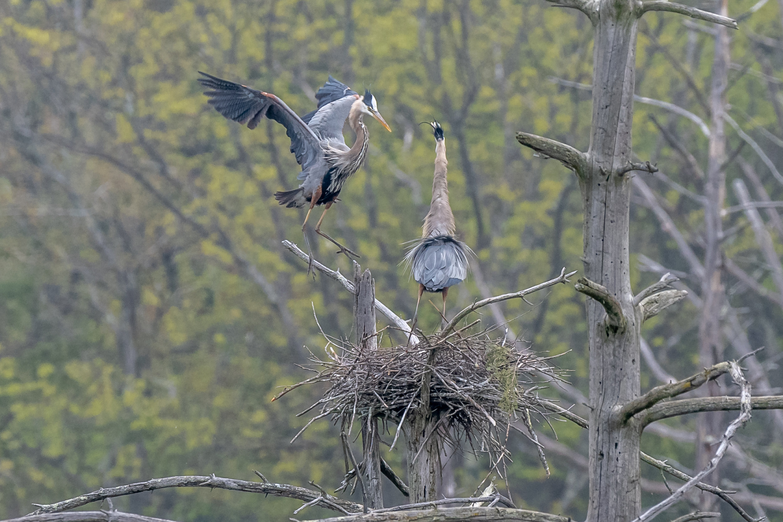   I watched these herons build and take care of three chicks this spring starting when they arrived back in late March. Here they are working on the nest . 