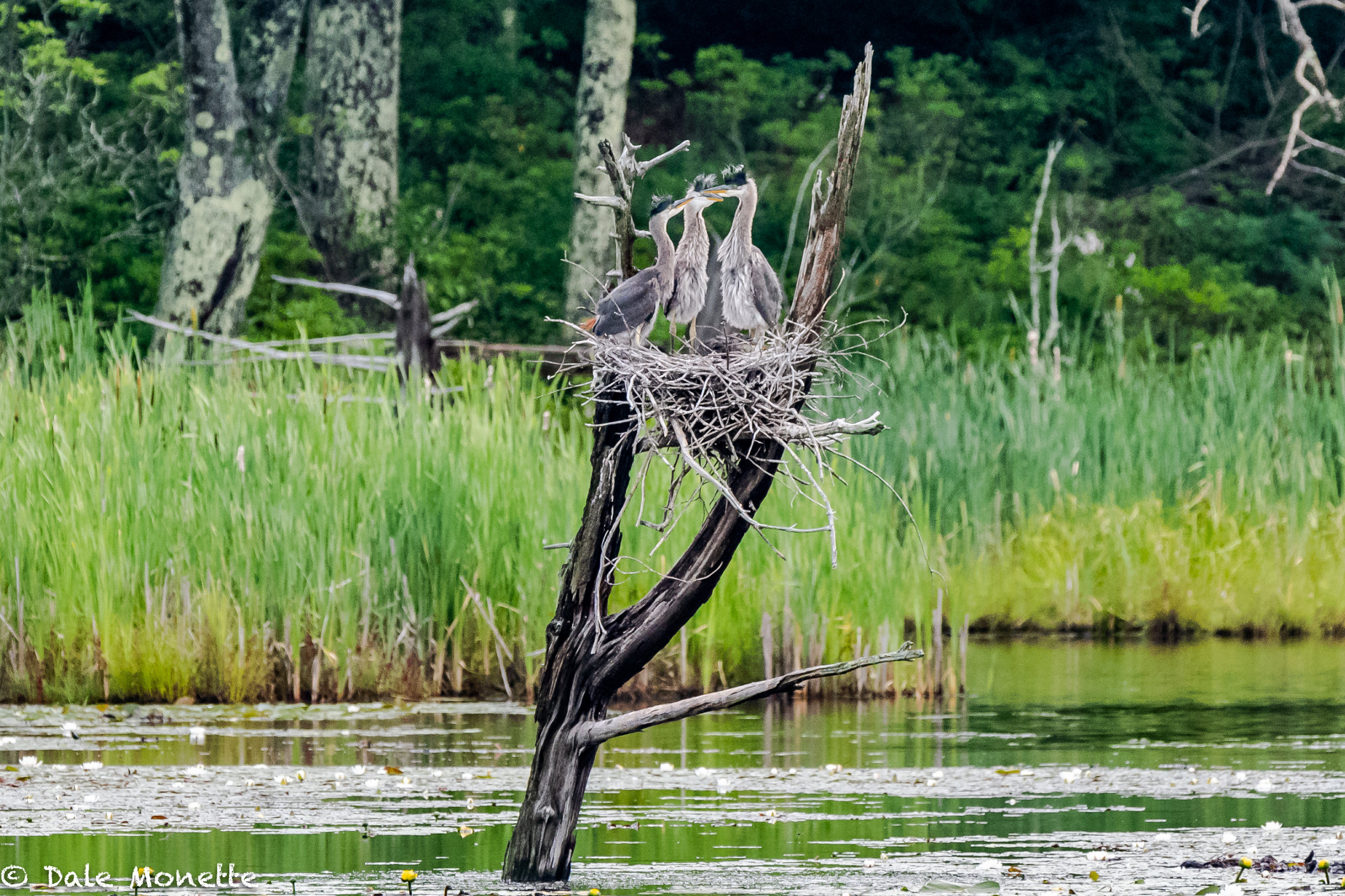   With the hot 90+ degree week coming up I hope these 3 great blue heron chicks fledge the nest in the next day or 2.  It will get mighty hot setting in the sun all day long.  