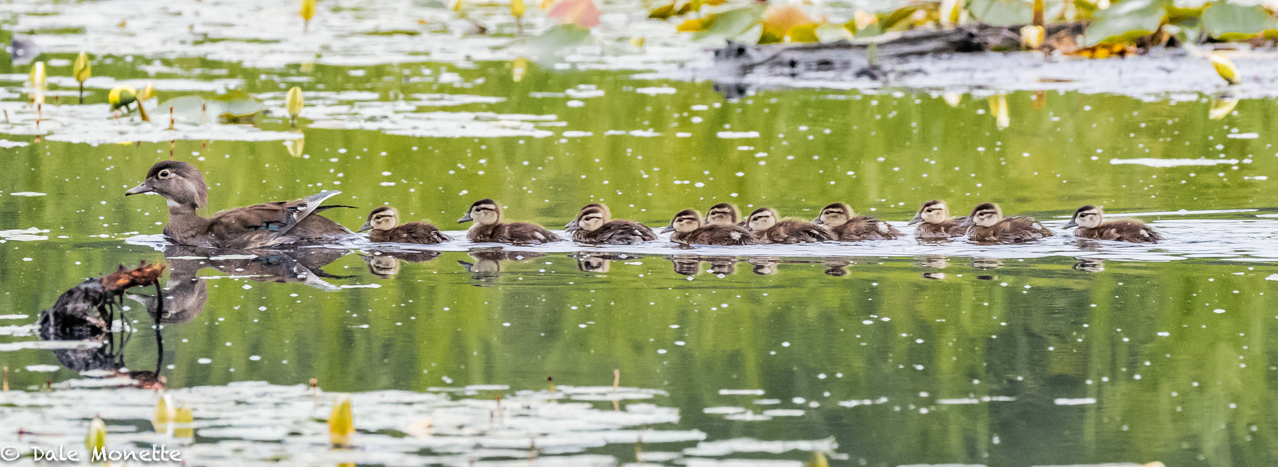   It seems like there are wood duck chicks everywhere this year. This particular pond had 4 broods with at least 40 chicks between them. There’s 11 here with this mother.  