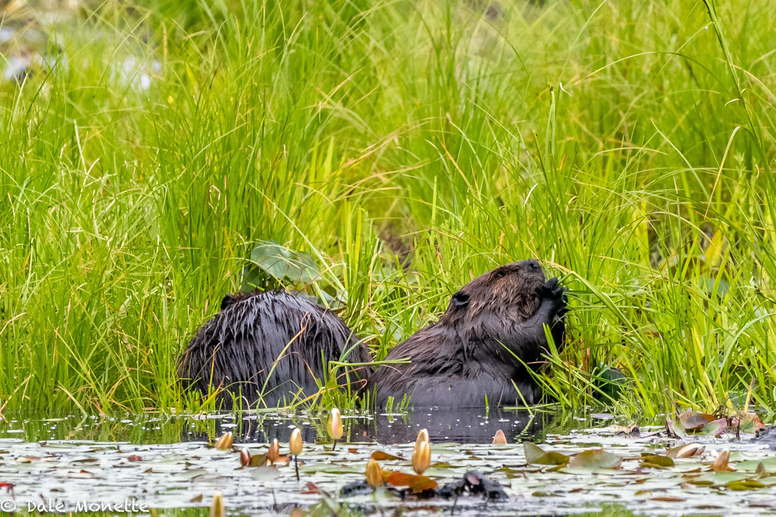   Have breakfast with your brother !   This pair of beavers appeared in front of me about 30 yards on this grass hummock.  They spent 20 minutes eating fresh grass. It must be a change of pace from munching bark!   