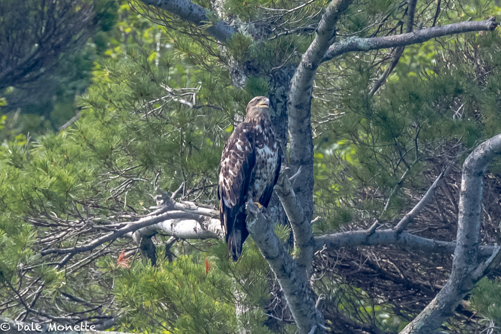   Even this immature bald eagle was sitting in the shade at the Quabbin Reservoir this morning while we did the weekly loon survey.  