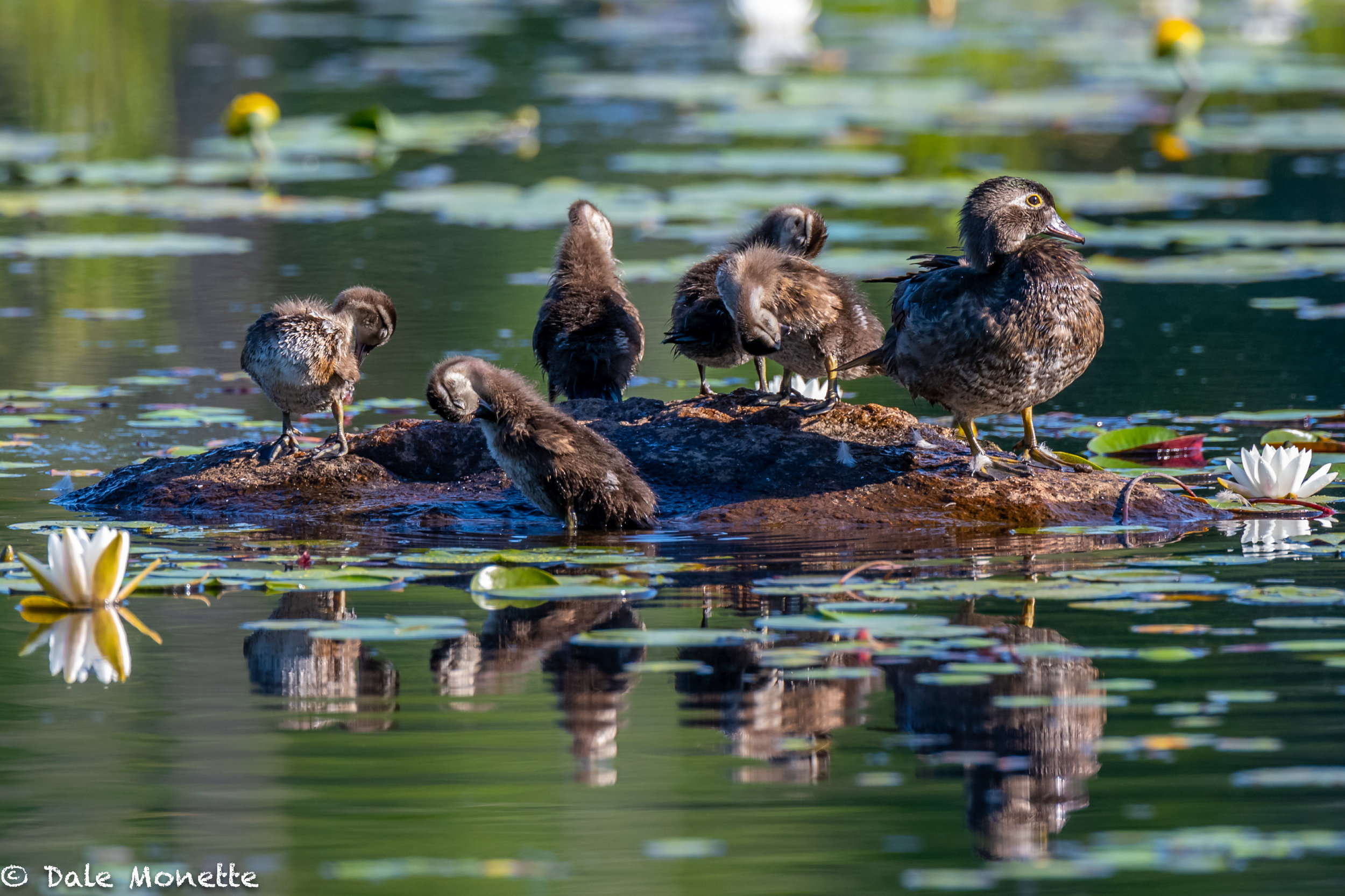   Wood duck chicks are getting bigger by the day. This family pulled up on a rock in front of me this morning and spent about 25 minutes preening and snoozing in the warm sun.  You gotta love ducklings….  