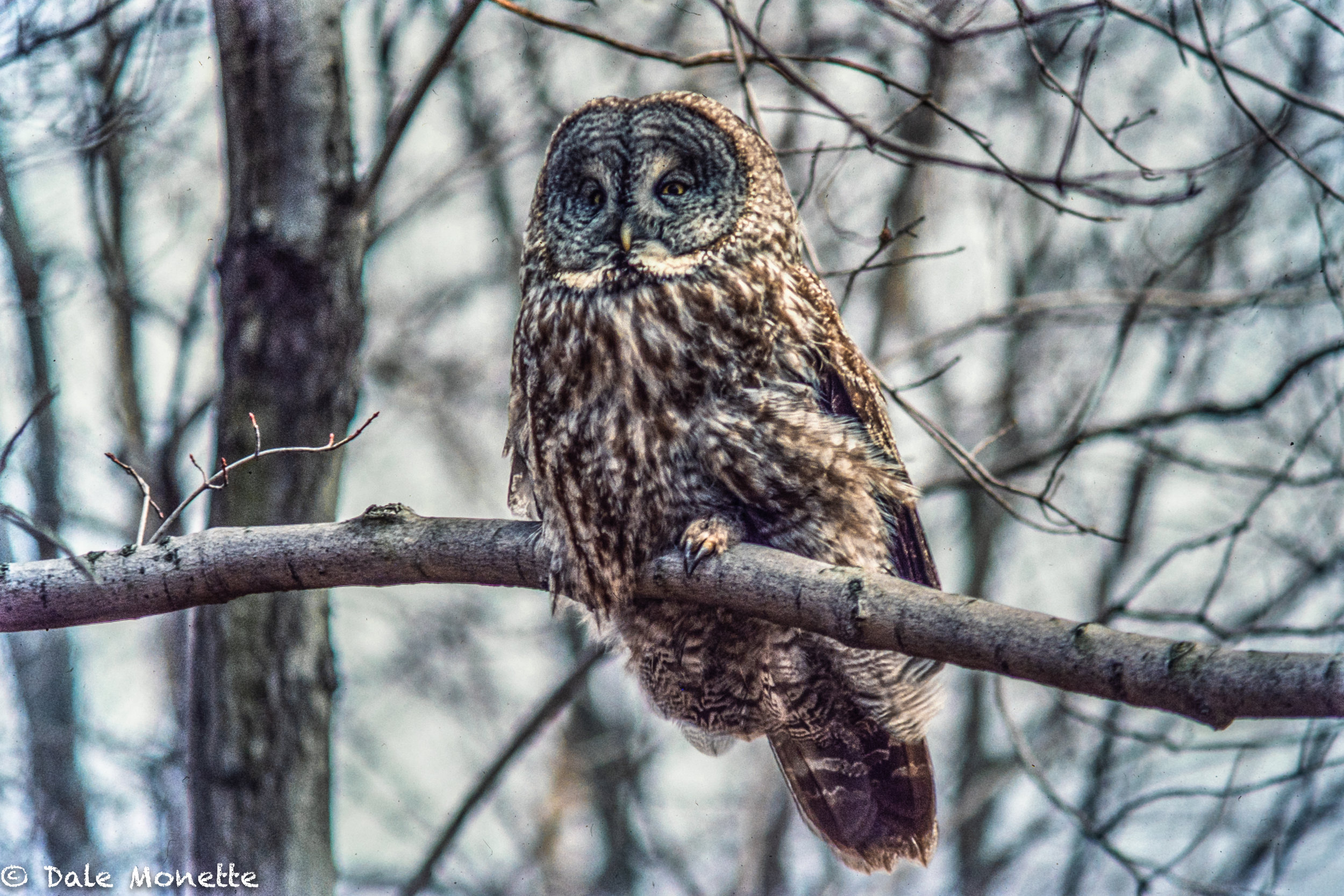   This is a picture I took in Hadley, MA in winter of 1984 of a great gray owl. Little did I know I wouldn't see another one until 2016. This was a slide I scanned of the 1984 owl with the Nikon ES-2 slide digitizer…. what a great invention by Nikon 