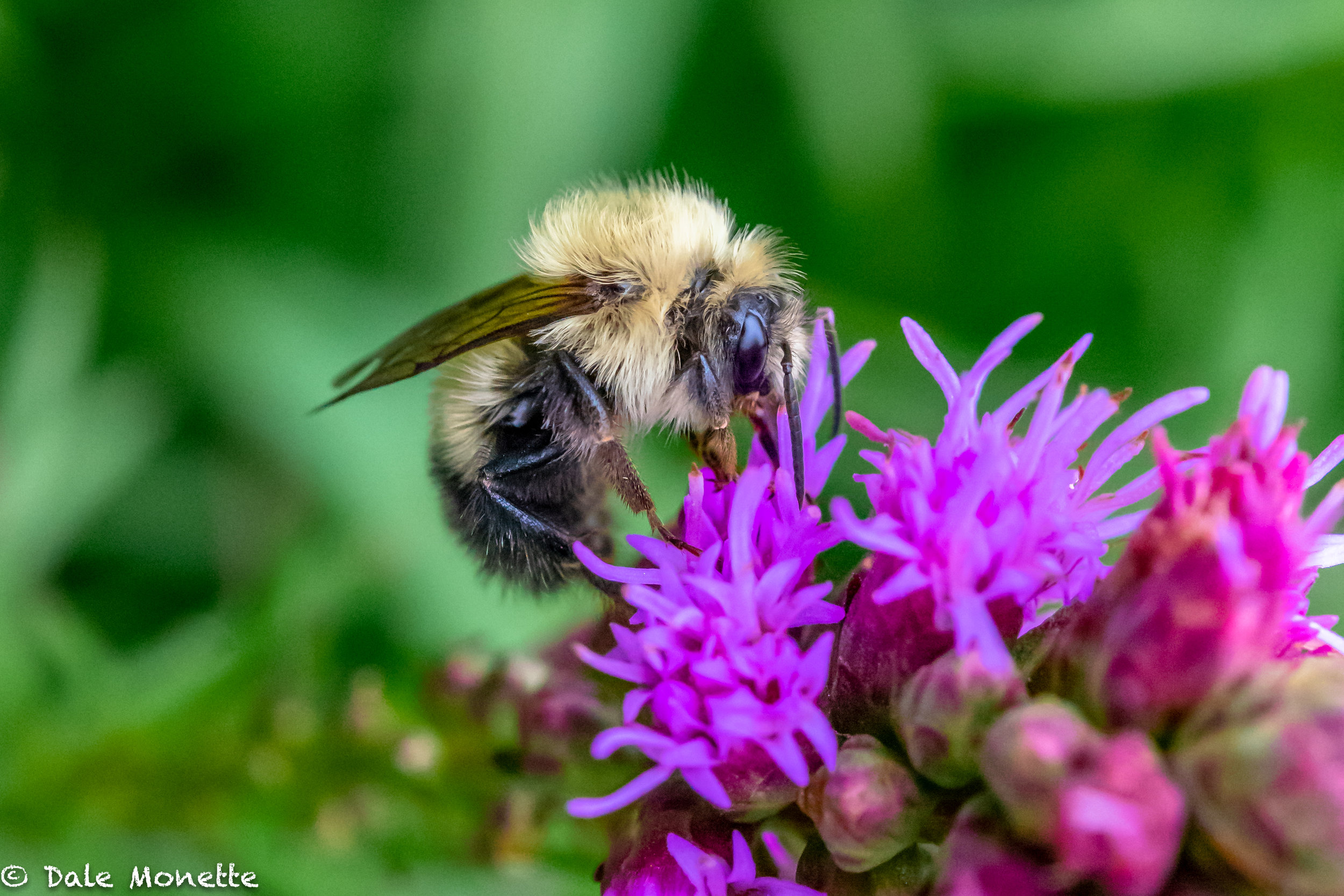   This bumble bee was taking his time with this flower so I tried out my new Nikon 60mm micro lens.. what do ya think?    