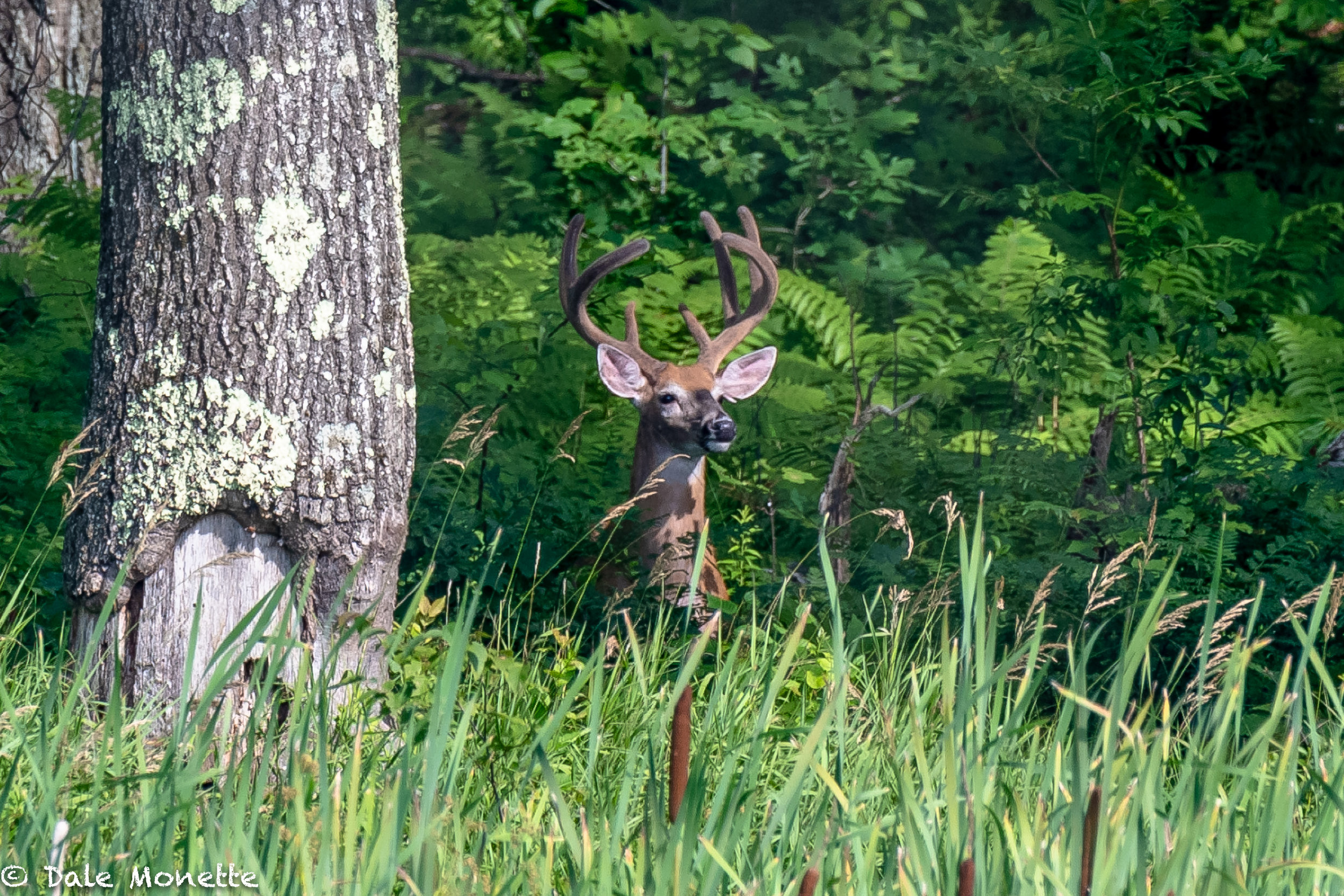   I spotted this white-tailed buck looking at me from across the pond early this morning.  What a beautyr he will be !    