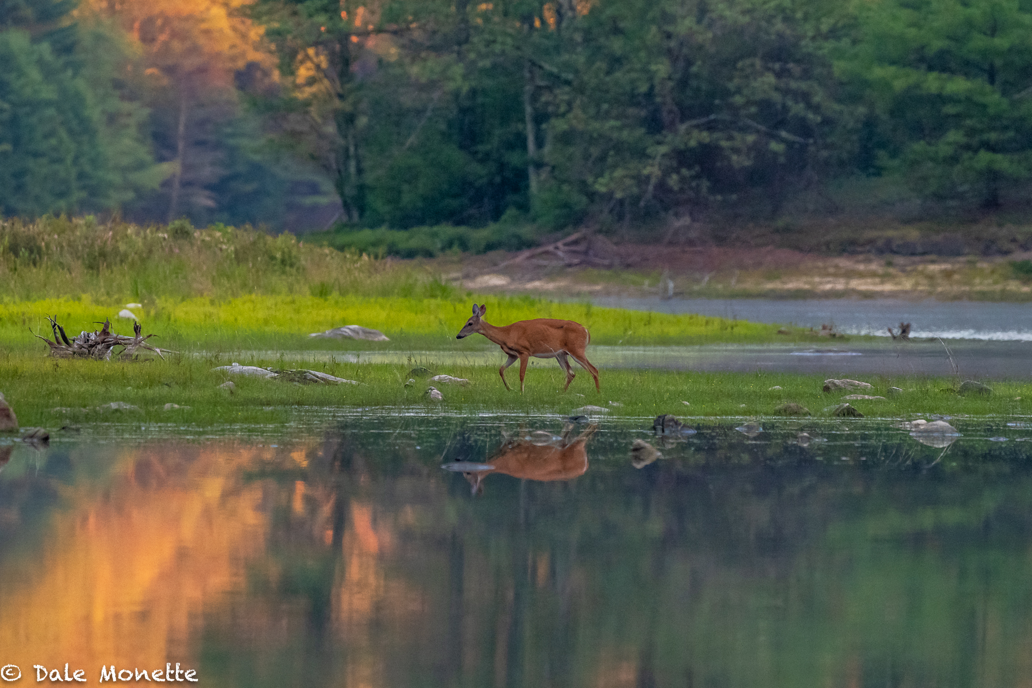   All was quiet and watching this white-tailed doe amble the shoreline.......... 20 seconds of sun through the cloud opening.... "click"......... never see this again in my lifetime.....  