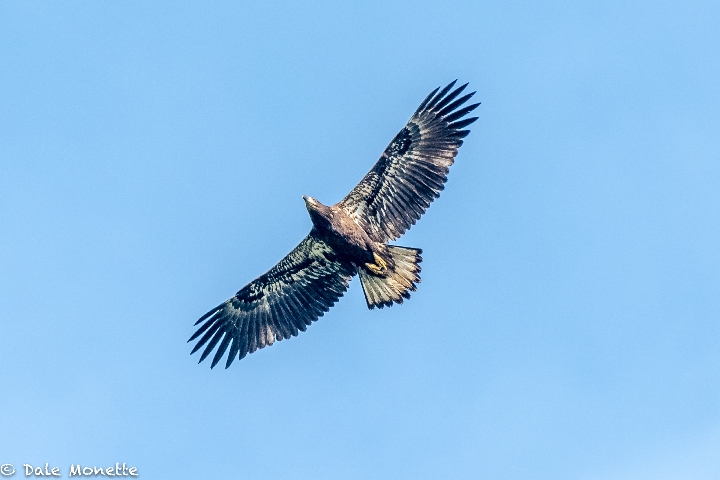   This juvenile bald eagle was soaring over Hunts Farm on RT 202 in Orange this morning about 8 AM……. Not far from the Quabbin and Lake Rohunta. By looking at the white feathers and green beak, you can tell this eagle is only about 5 to 6 months old.