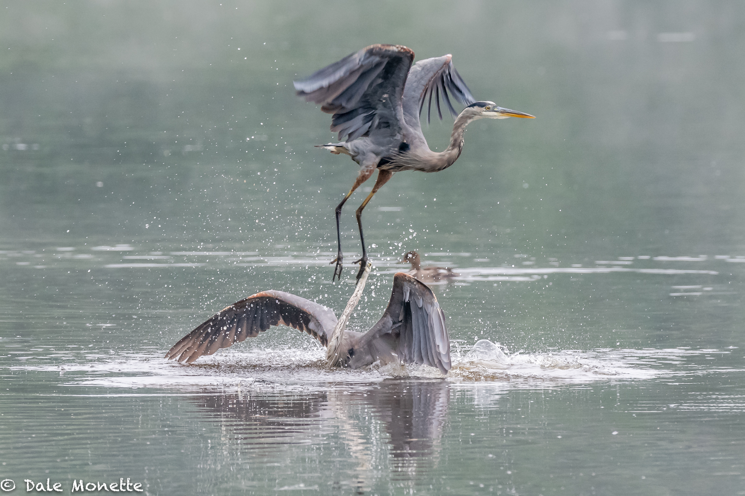   Photobomb !  Two great blue herons having a fishing area argument!    