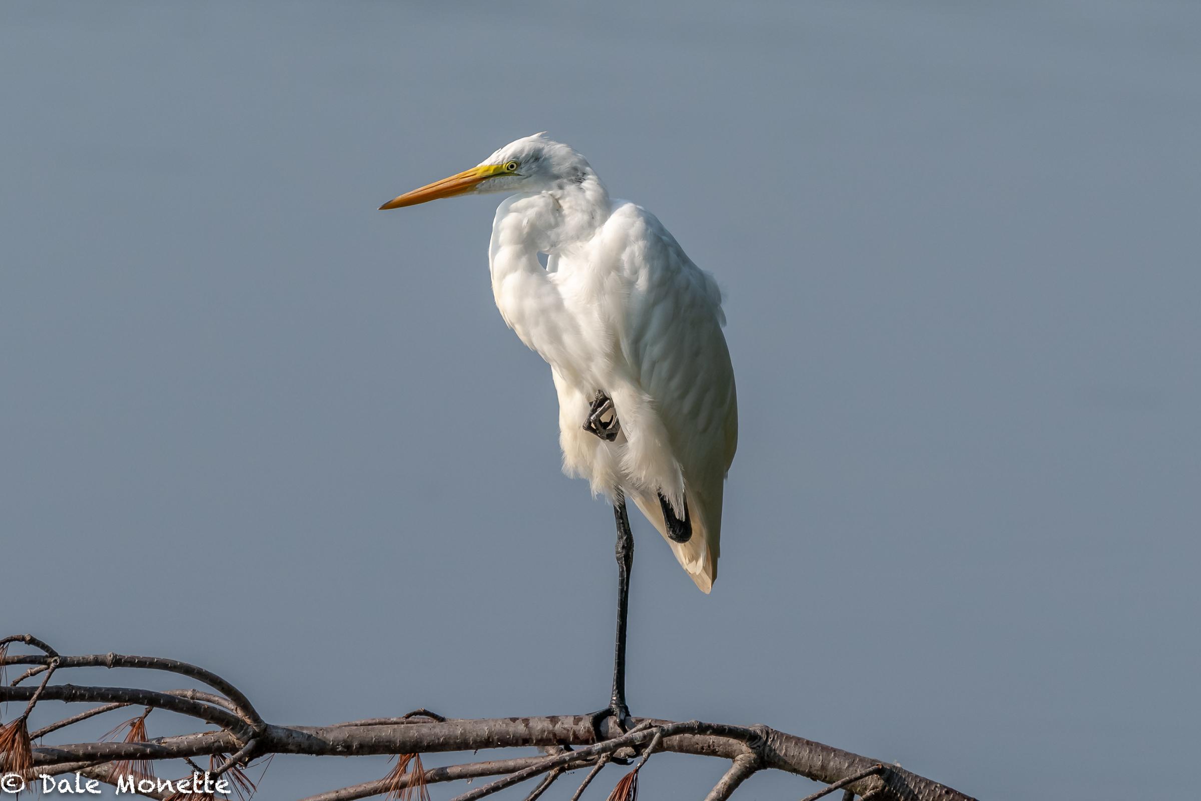   It won’t be long before these great egrets are heading south for the winter.  The show up each year from the coast between July and August, then all leave as quickly as they arrive.  