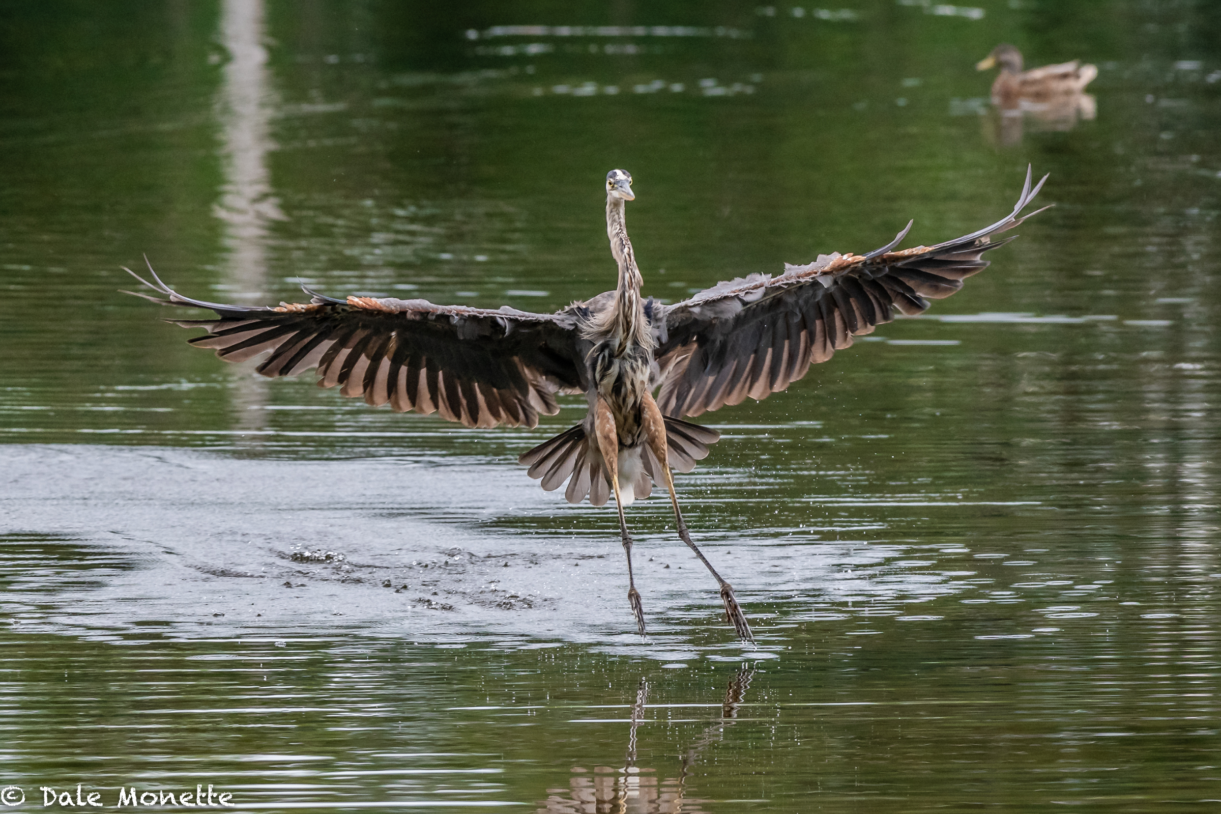  Here is a seven foot wingspan of this great blue heron… they look large and heavy but they only weigh between 5 to 7 pounds.  