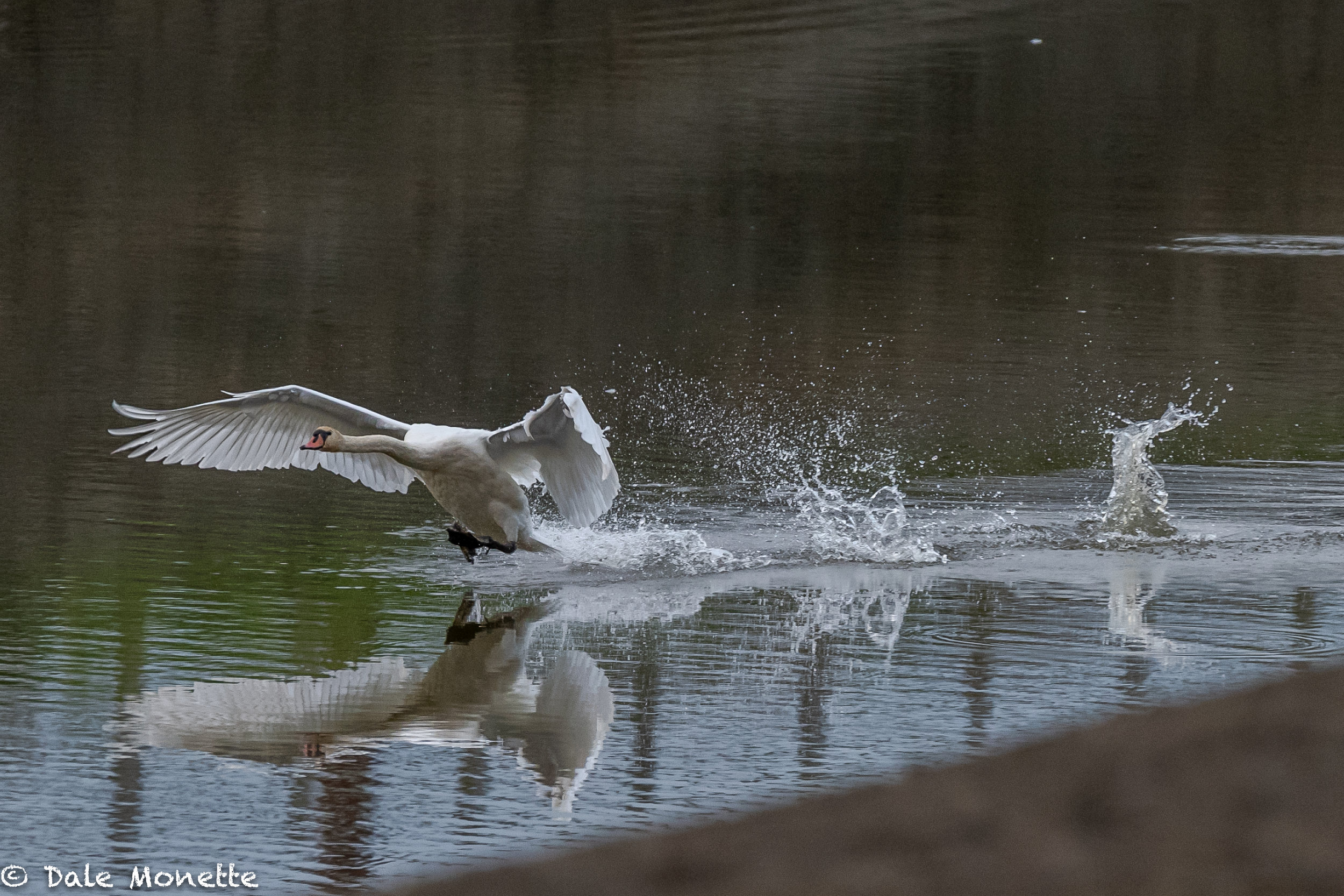   A tundra swan comes crashing in for a landing at the Turners Falls power canal. Its been drained down for repairs so lots of waterfowl and shorebirds crammed into a small pond.  