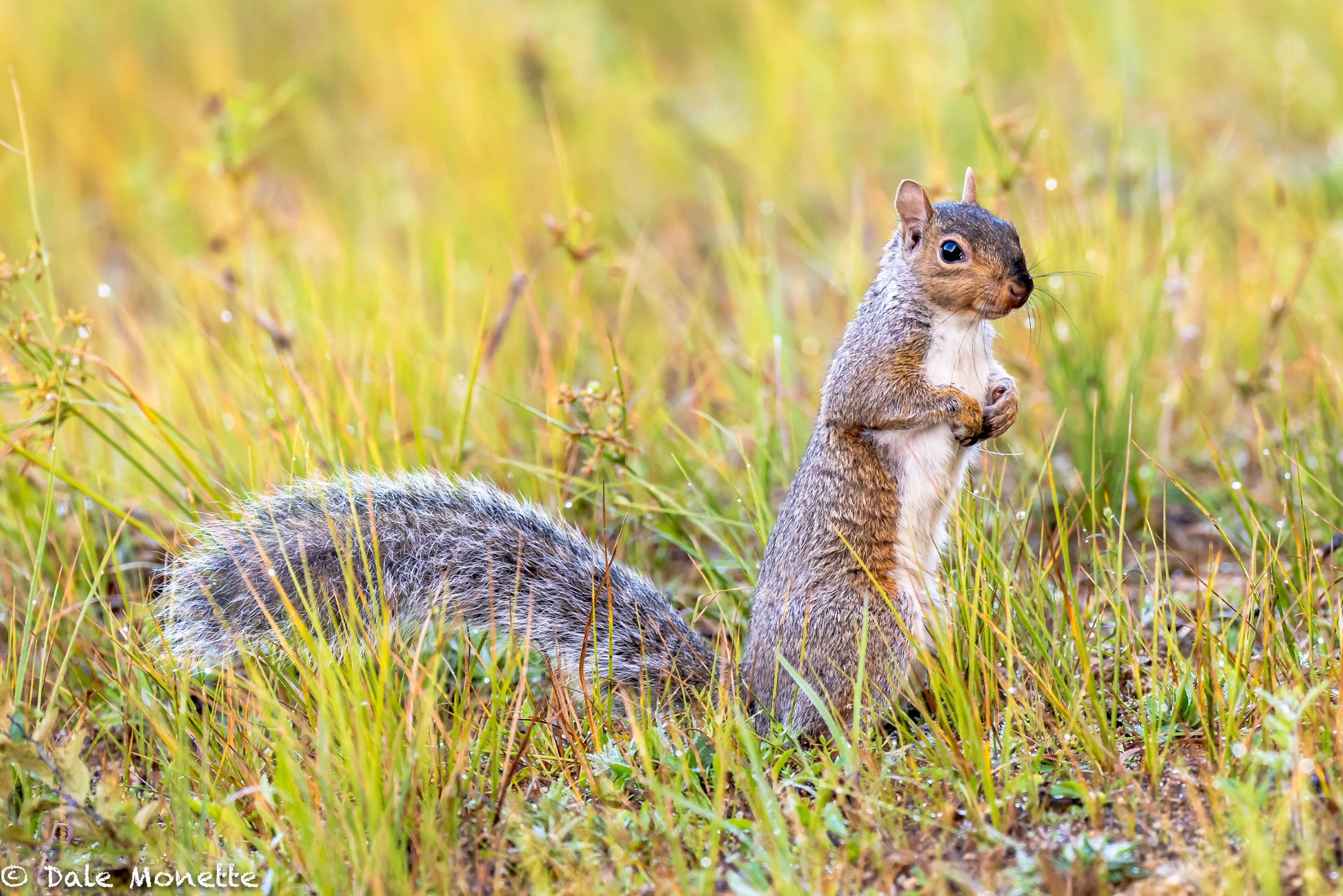 Have you noticed the abundance of squirrels this year, both alive and dead on the roads? So many were born this spring because of the great food supplies last fall the population grew. Now they are all having problems finding food.