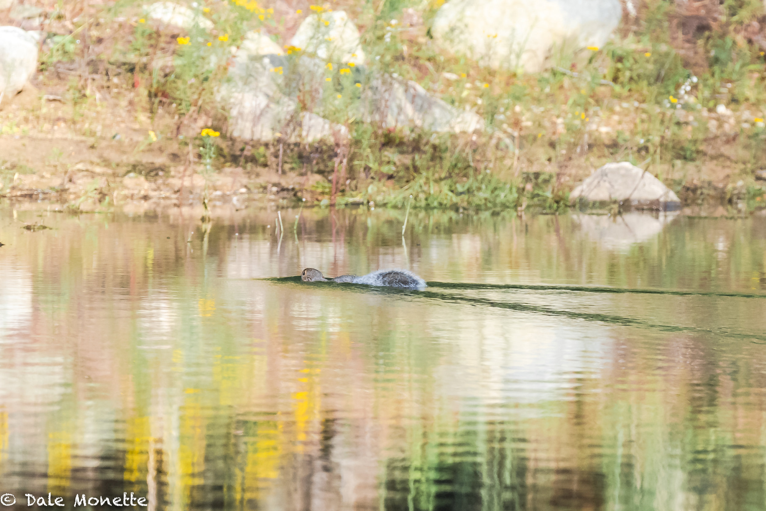 I never saw squirrels swim until this summer. They are all on the lookout for food before the long winter sets in.