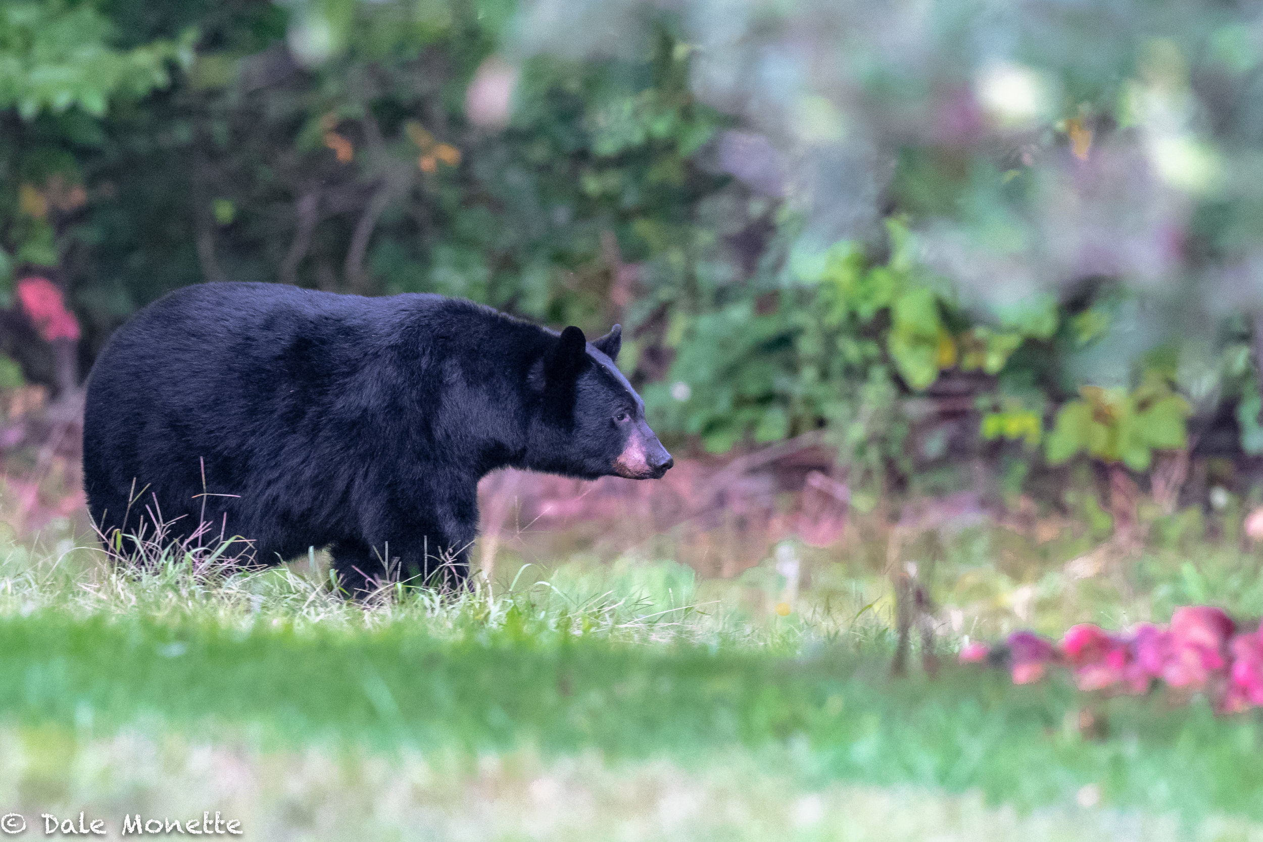   This large bear is zeroing in on a pile of apples that have fallen and thinking what a find !  