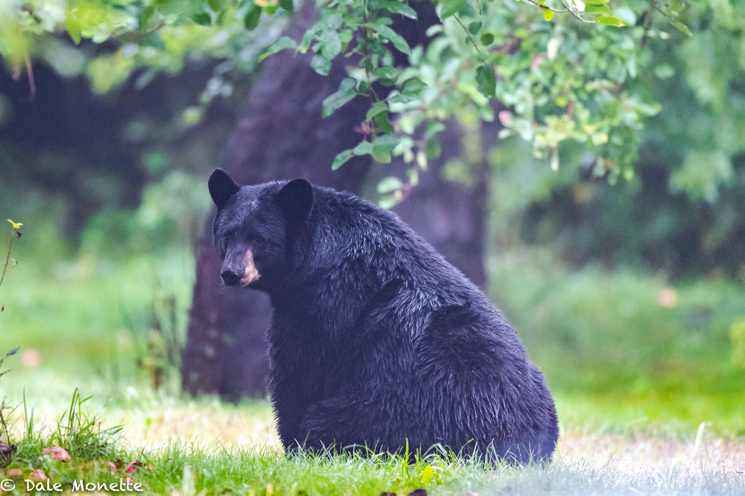   A wet, soggy, hungry black bear walked out in front of where I was setting in the woods on the edge of a big field getting soaked.  I’ve seen him a few times and nothing seems to excite him, the look he gave me when he discovered I was behind him s