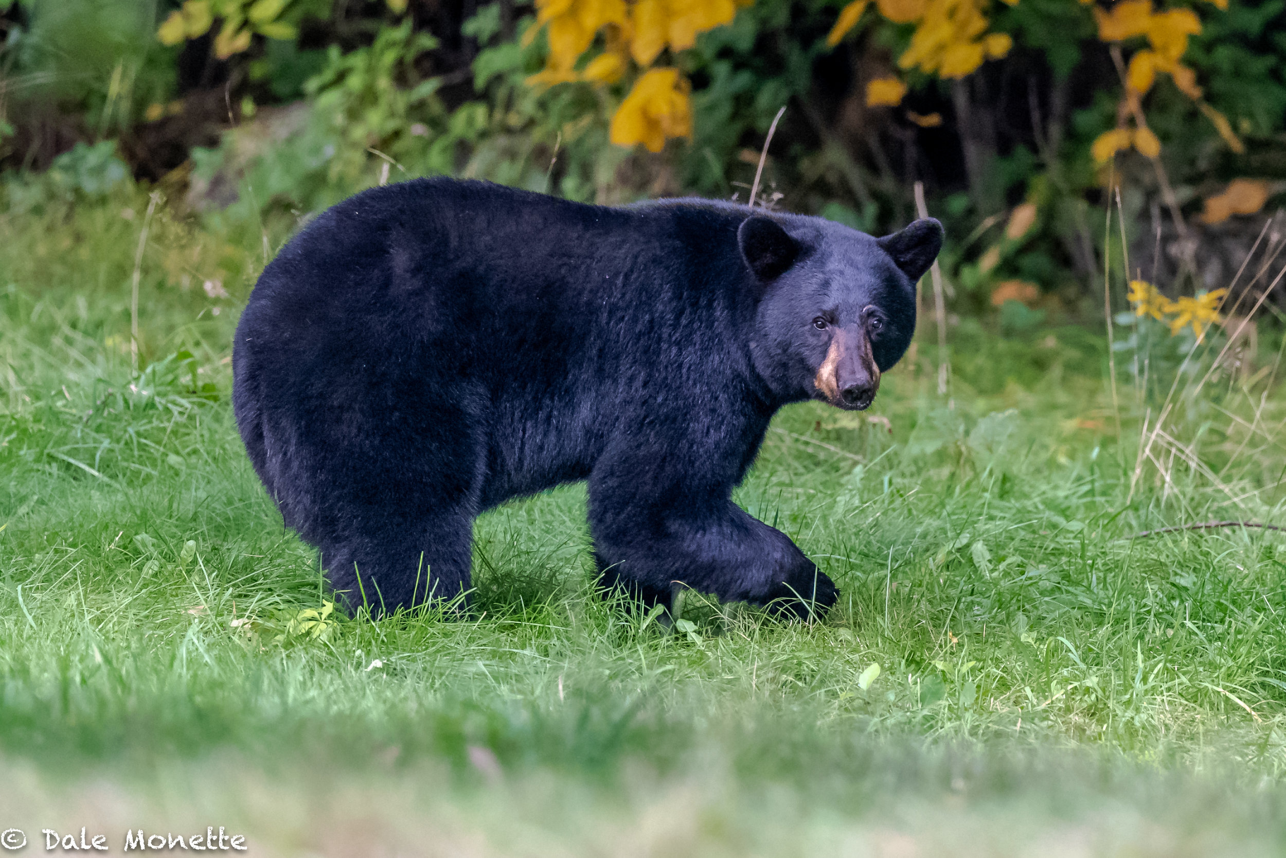   This black bear (I named it “medium bear”), was just cruising the field one night at dusk looking for a midnight snack at about 6 PM ! …  