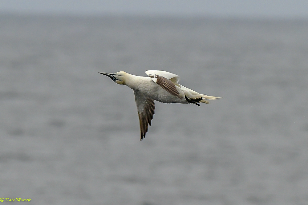   An immature northern gannet shakes off water after a break-neck dive for a fish off the coast of Northern Nova Scotia, Cape Breton Island, Eastern Canada  