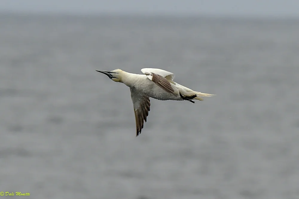 An immature northern gannet shakes off water after a break-neck dive for a fish off the coast of Northern Nova Scotia, Cape Breton Island, Eastern Canada