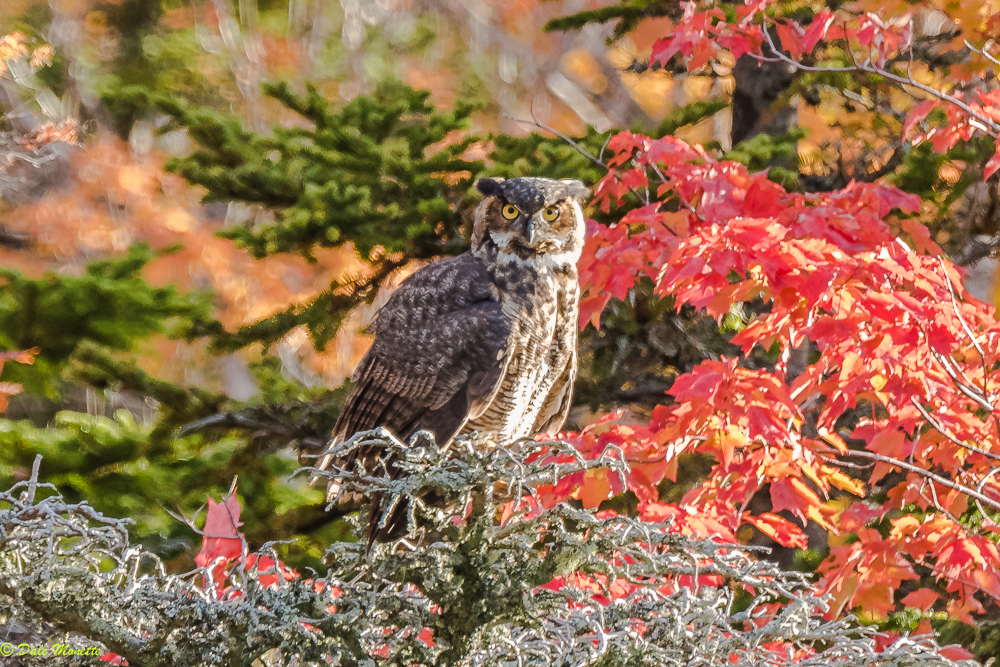   It was giving the look….. and decided I was to large to swallow whole :)  