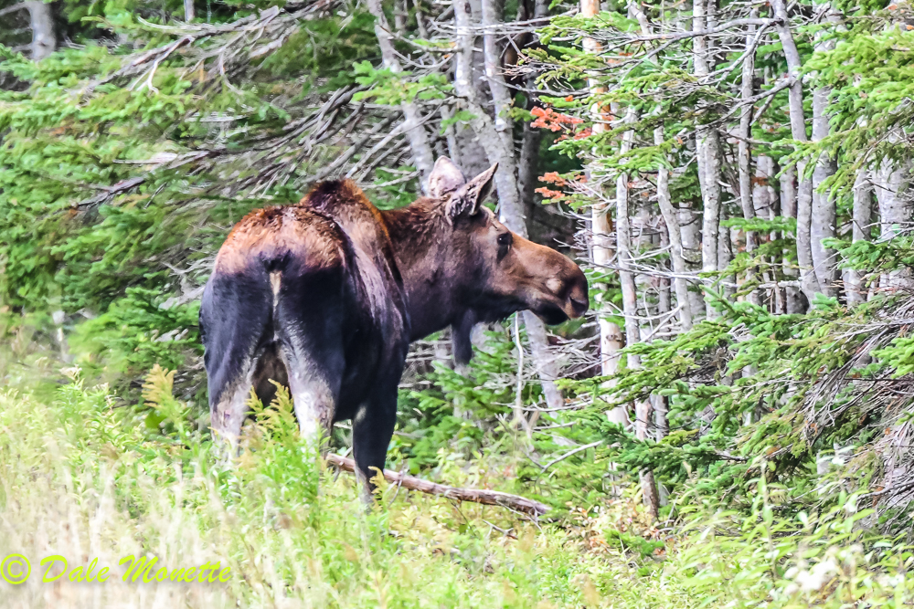   This female moose kept looking into the woods as something was disturbing her. Finally she wandered off in that direction. I was hoping for a bull to show up !  