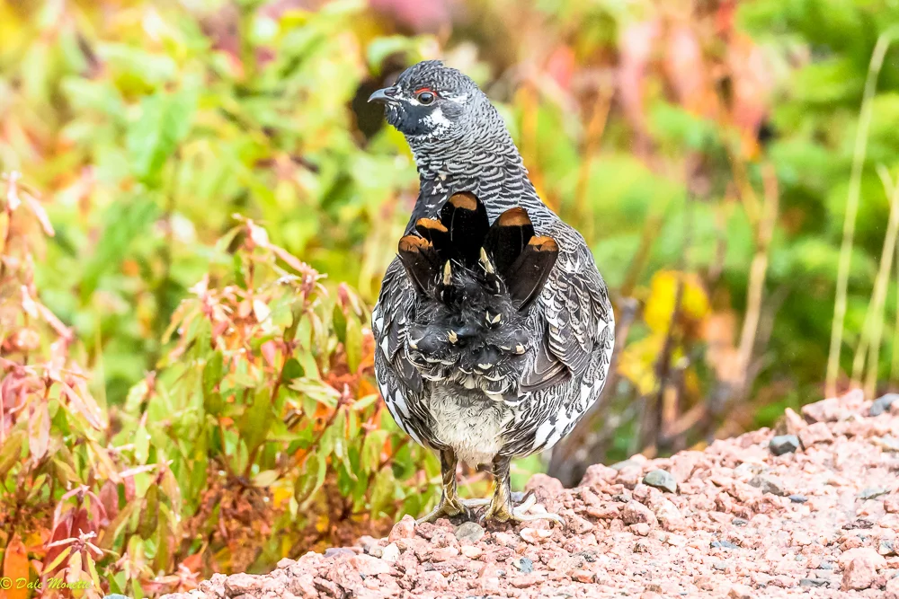 A male spruce grouse was picking seeds along one of the many dirt roads in The Highlands National Park yesterday morning