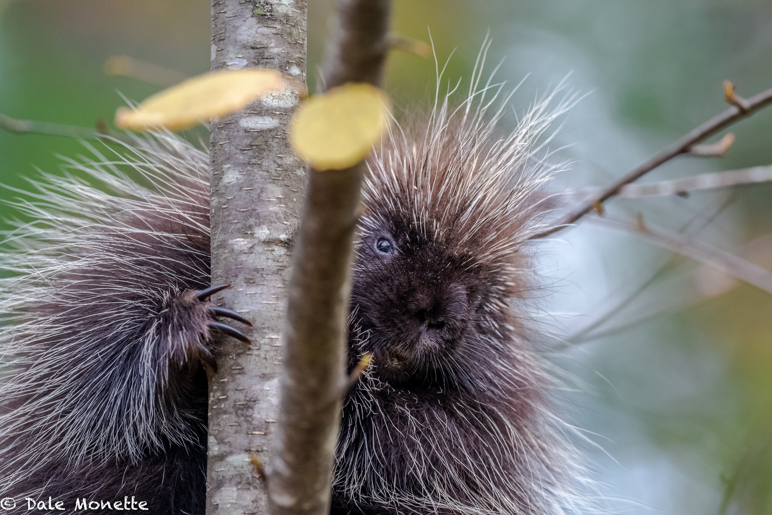   Would you say this young porcupine is having a bad hair day ?  