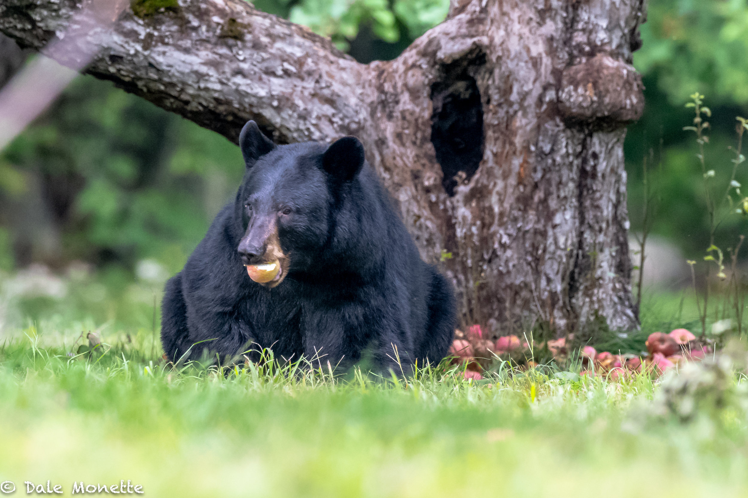   The same bear as in the last image…As you can see here, black bears love apples. This bear found the mother lode ! A black bear can eat a bushel (46 pounds) in one setting.  I’d puke !!   