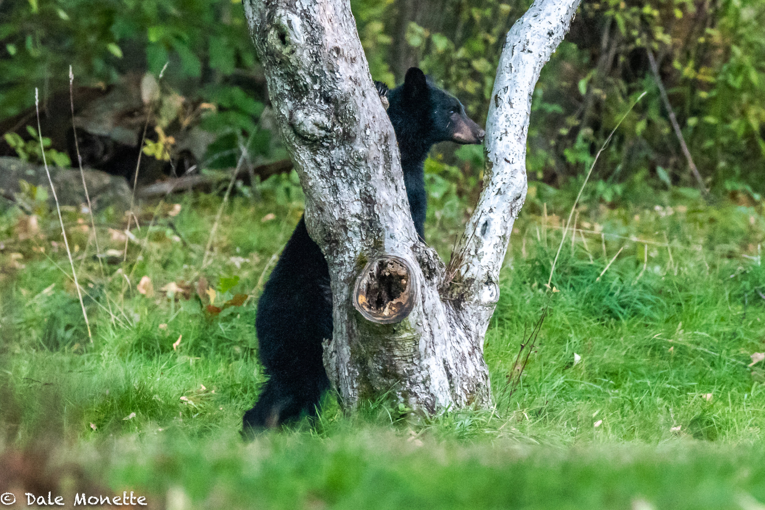   Unfortunately this bear couldn’t hide behind this tree !  