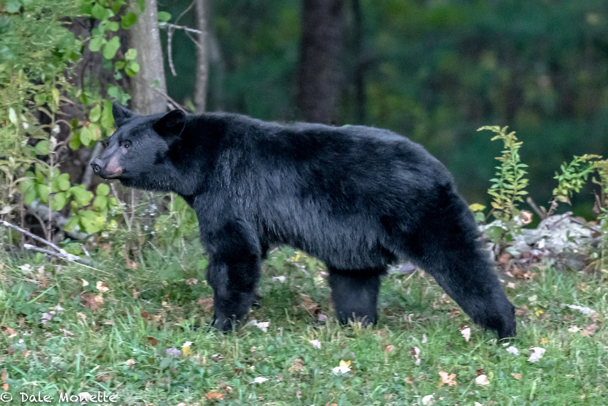   This bear walked out right in front of me one evening and started sniffing the air. Researcher say a bear can smell a piece of chicken grilling from 5 miles away. Their sense of smell is 7 times that of a blood hound. Within 15 seconds it shot into