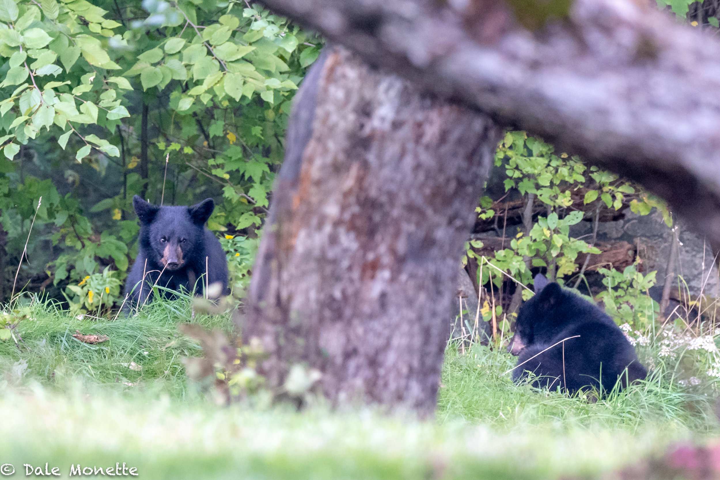Planning the attack on those pesky, delicious apples !
