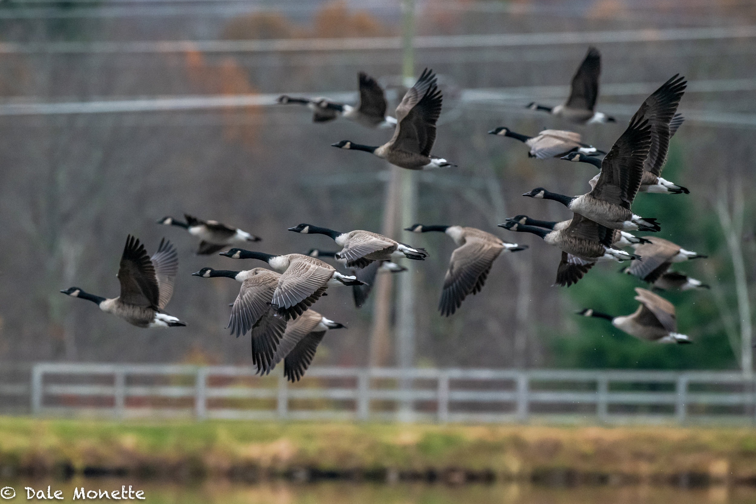   Canada geese taking off from the power canal in Turners Falls.  This is just a small section of about 100 geese that took of and flew higher and higher, circled the canal and headed south. I love seeing them leave but it always makes me sad they ar