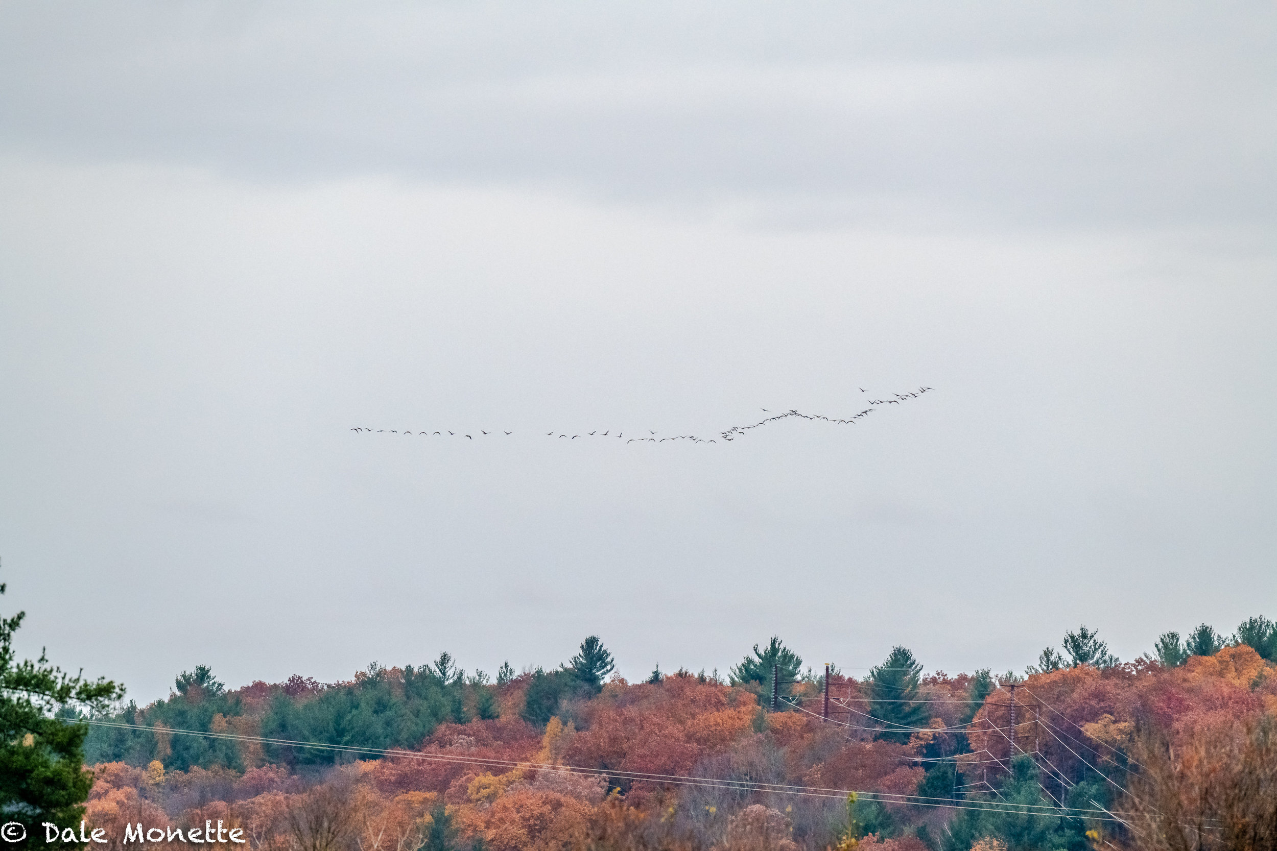   And there go the Canada geese………. southbound.  
