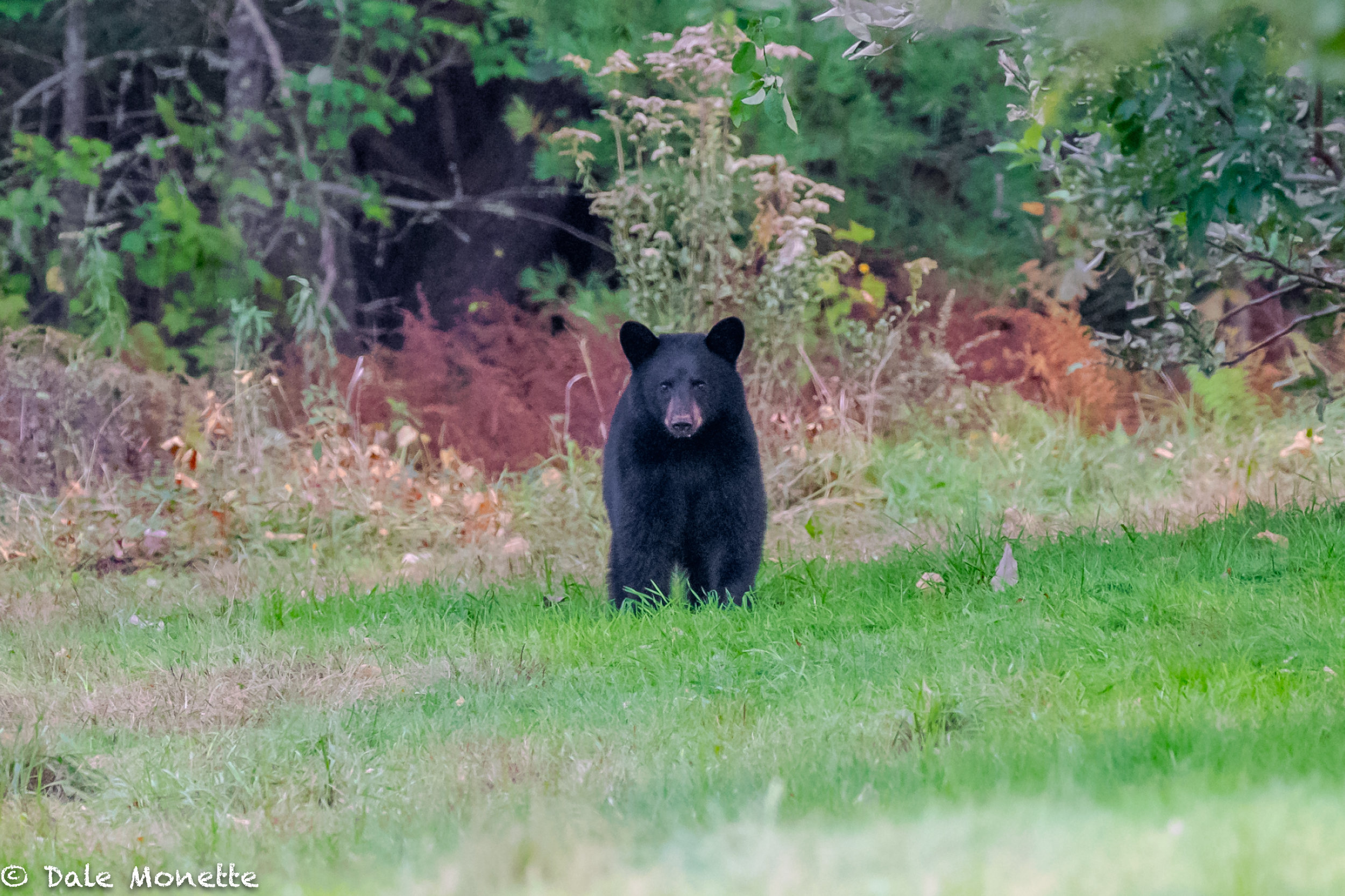   This small bear was after apples. I was about 100 yards away from him when he appeared. He spotted me behind the wall and in the woods but the power of the apples overpowered him and he must have figured I wasn't a threat and carried out his plan. 