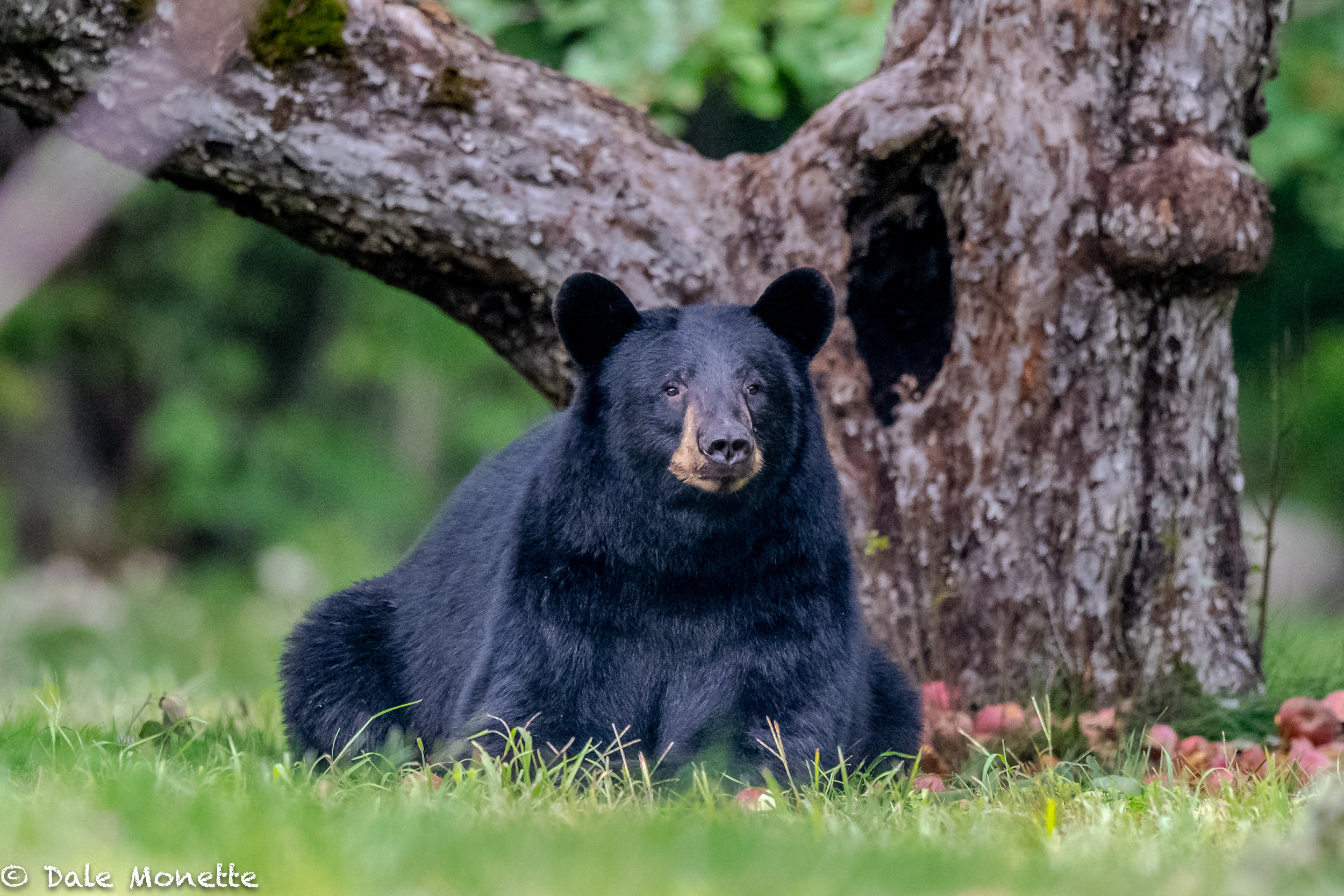   Welcome to my bear page.. At no time did I disturb the bears or get within 50 yards of them. Sure, they saw me but sometimes that was all and they left quickly and sometimes they wandered off feeling I was as of no threat. I also had permission to 