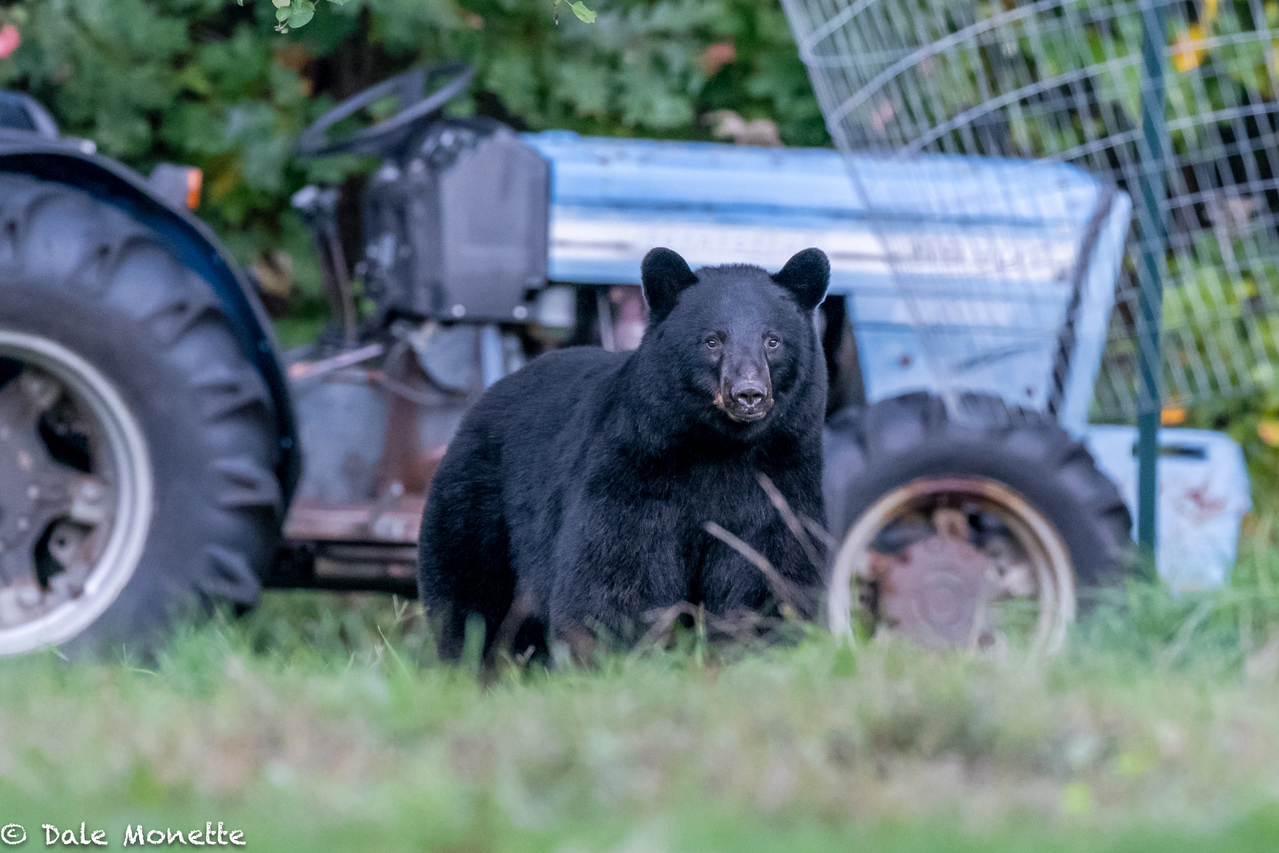   On another evening about dusk I spotted the same sow with her 2 cubs walk out of the woods by this tractor used for mowing. The cubs spent a few minutes walking all over it. I don’t think they had ever seen one.  