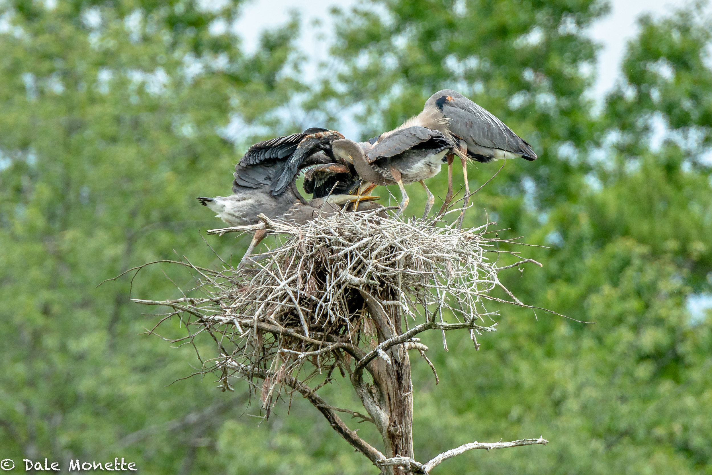 Here’s a photo I took in summer of 2016. There are 4 great blue herons in the nest. An adult and 3 chicks at feeding time. Can you see the chick on the bottom upside down trying to catch some fish from mom ?