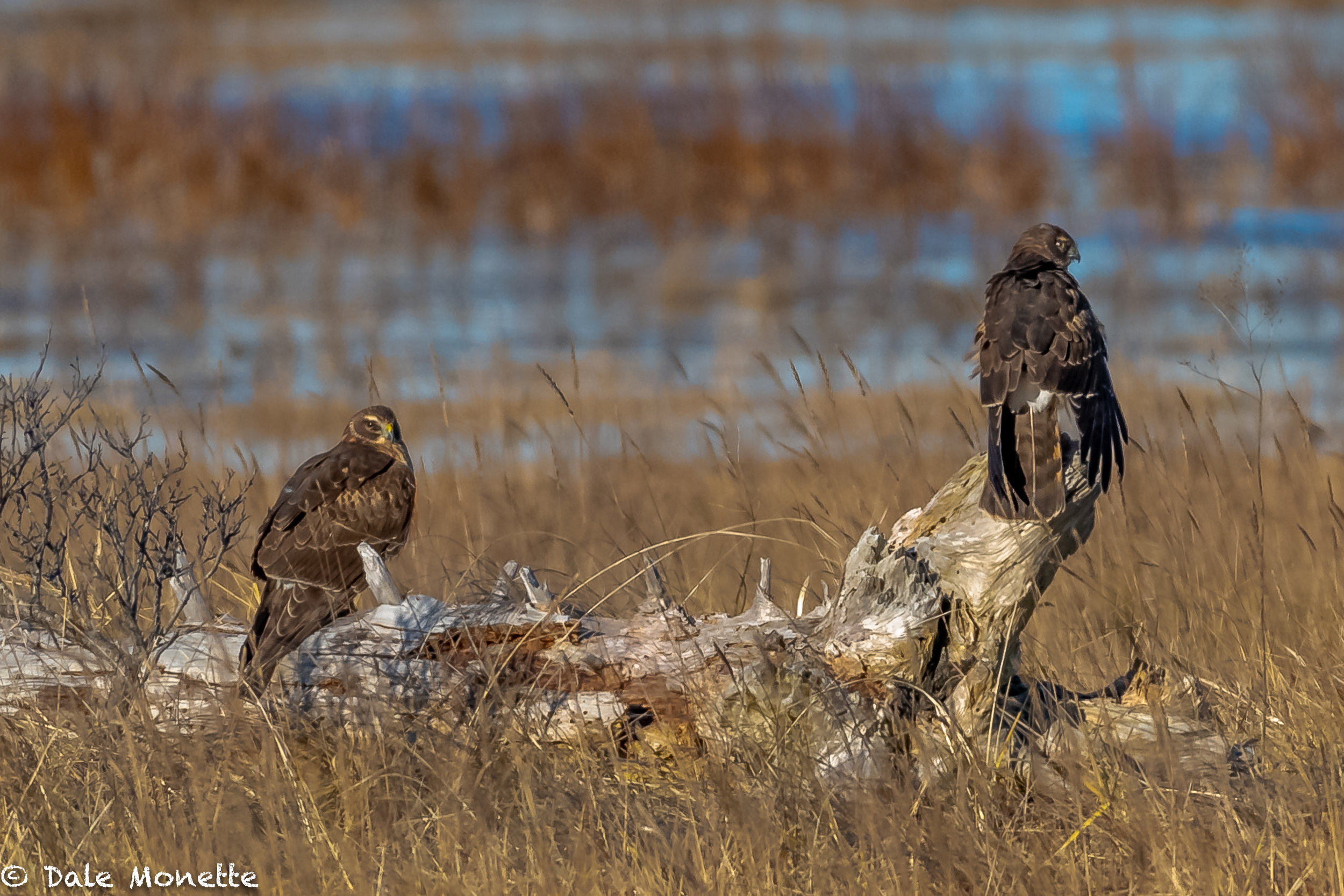   I went to the north shore this morning searching for snowy owls. I found none, but did have fun watching 3 or 4 harriers cruising the marshes. A pair of females take a rest in the sun.  