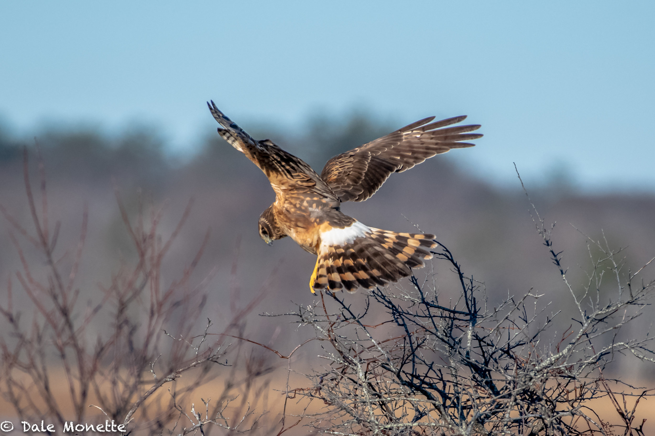   A female harrier launches off after a mouse or small creature in the wetlands.  