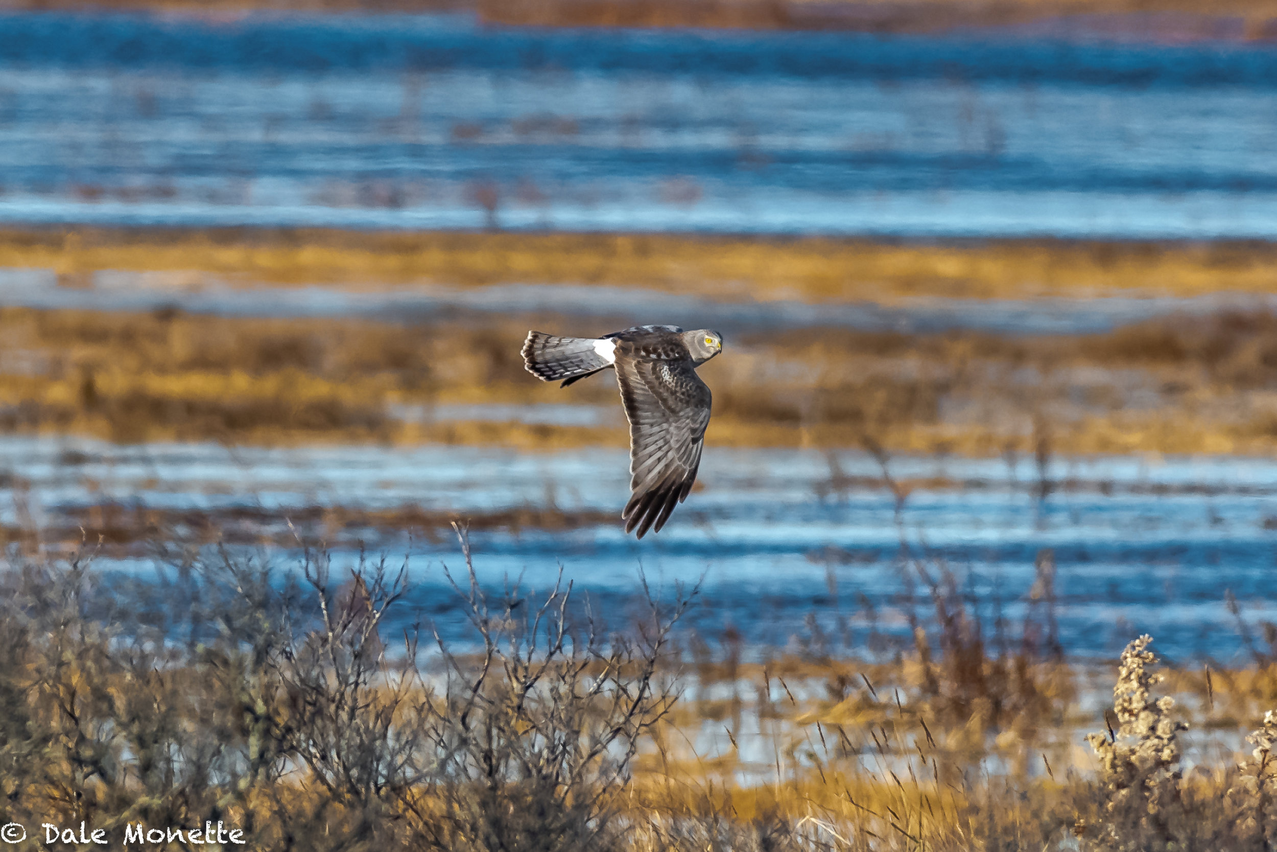   Female harriers are brown. Males are gray and called gray ghosts because they are so rare. This male flew by me at Salisbury State Park, along the coast north of Boston…  