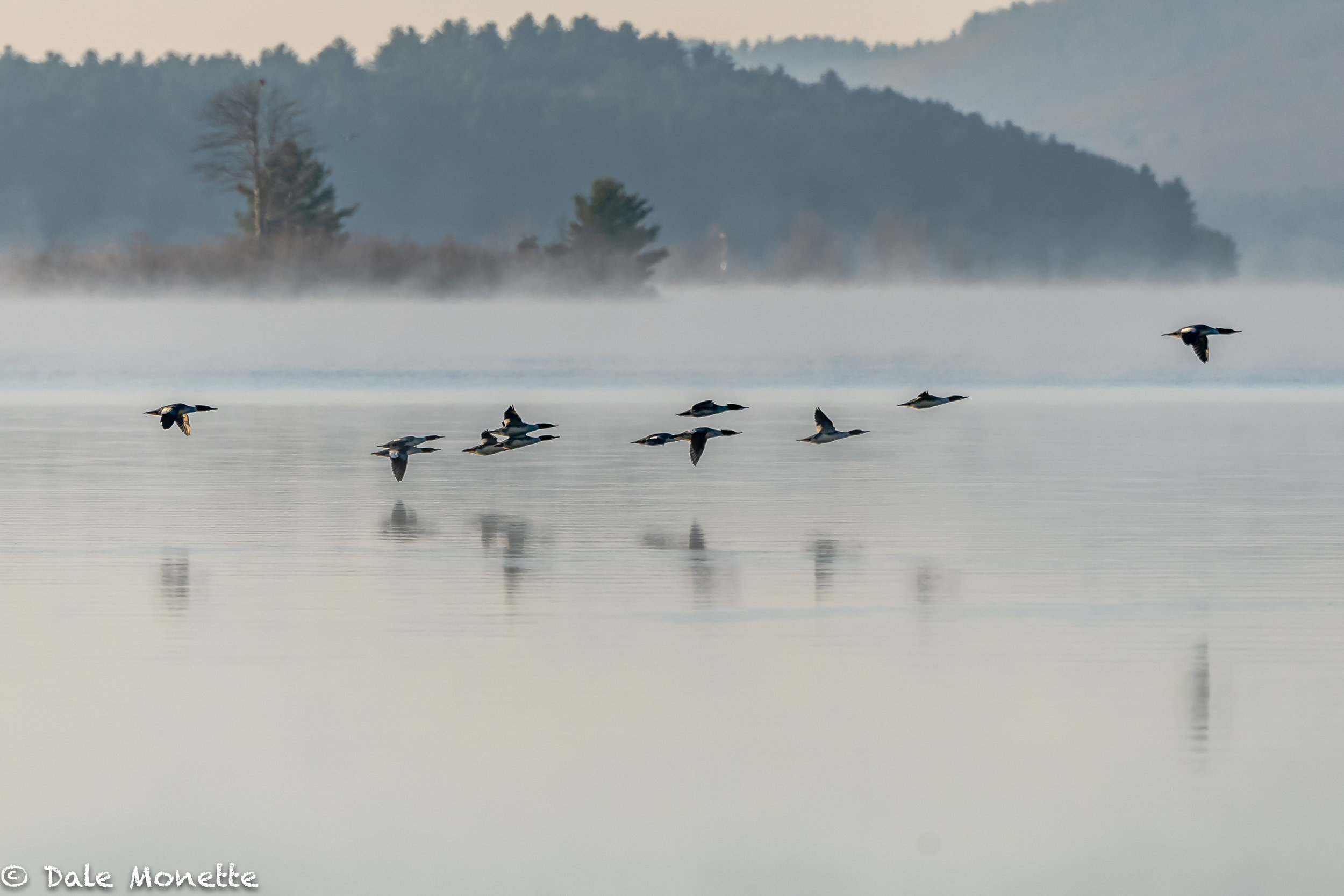   This morning at Quabbin I took this image of a flock of 12 common mergansers zipping along the surface. As I looked close at the image on my computer I noticed 2 adult bald eagles in the image also. Can you see them ?   