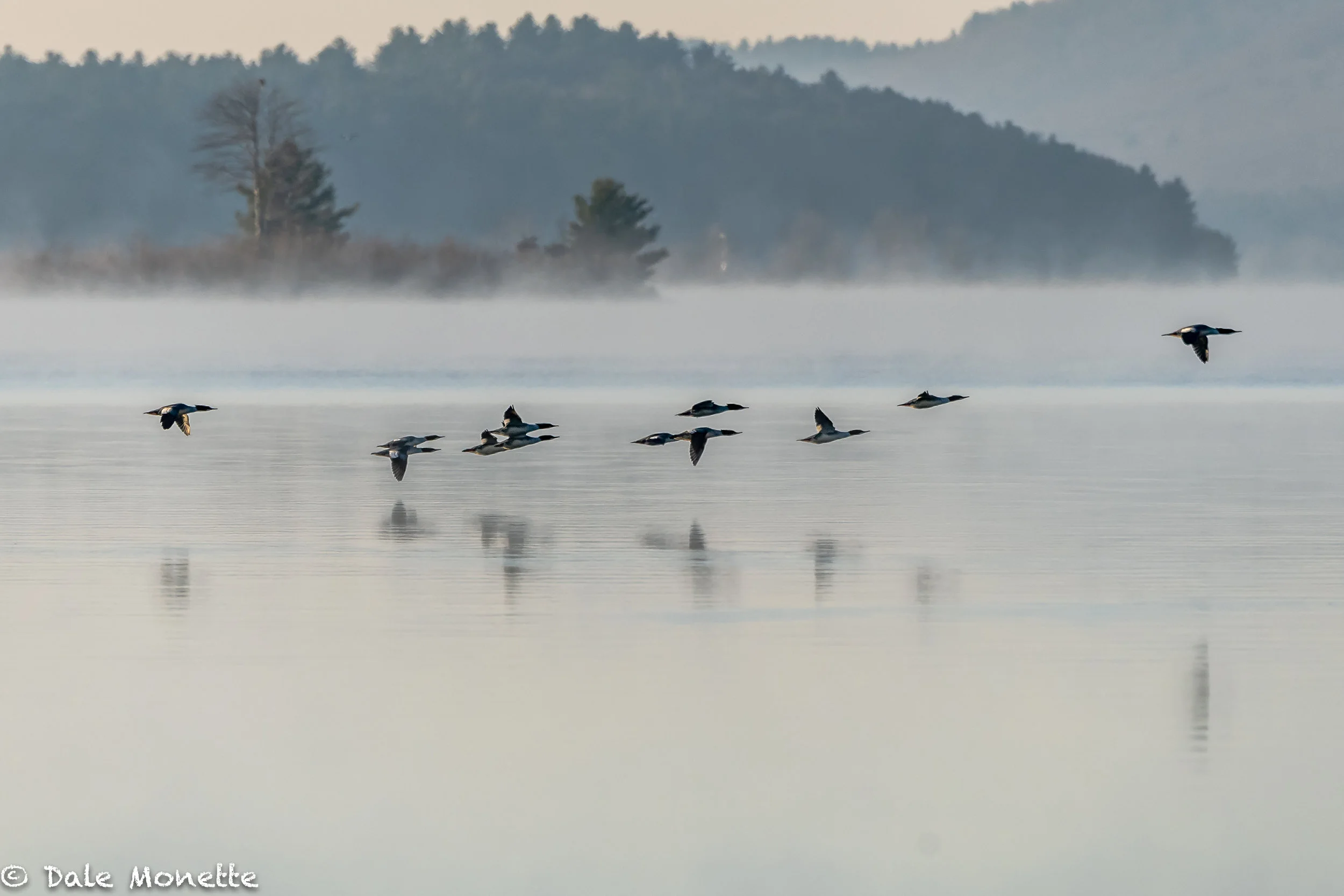 This morning at Quabbin I took this image of a flock of 12 common mergansers zipping along the surface. As I looked close at the image on my computer I noticed 2 adult bald eagles in the image also. Can you see them ?