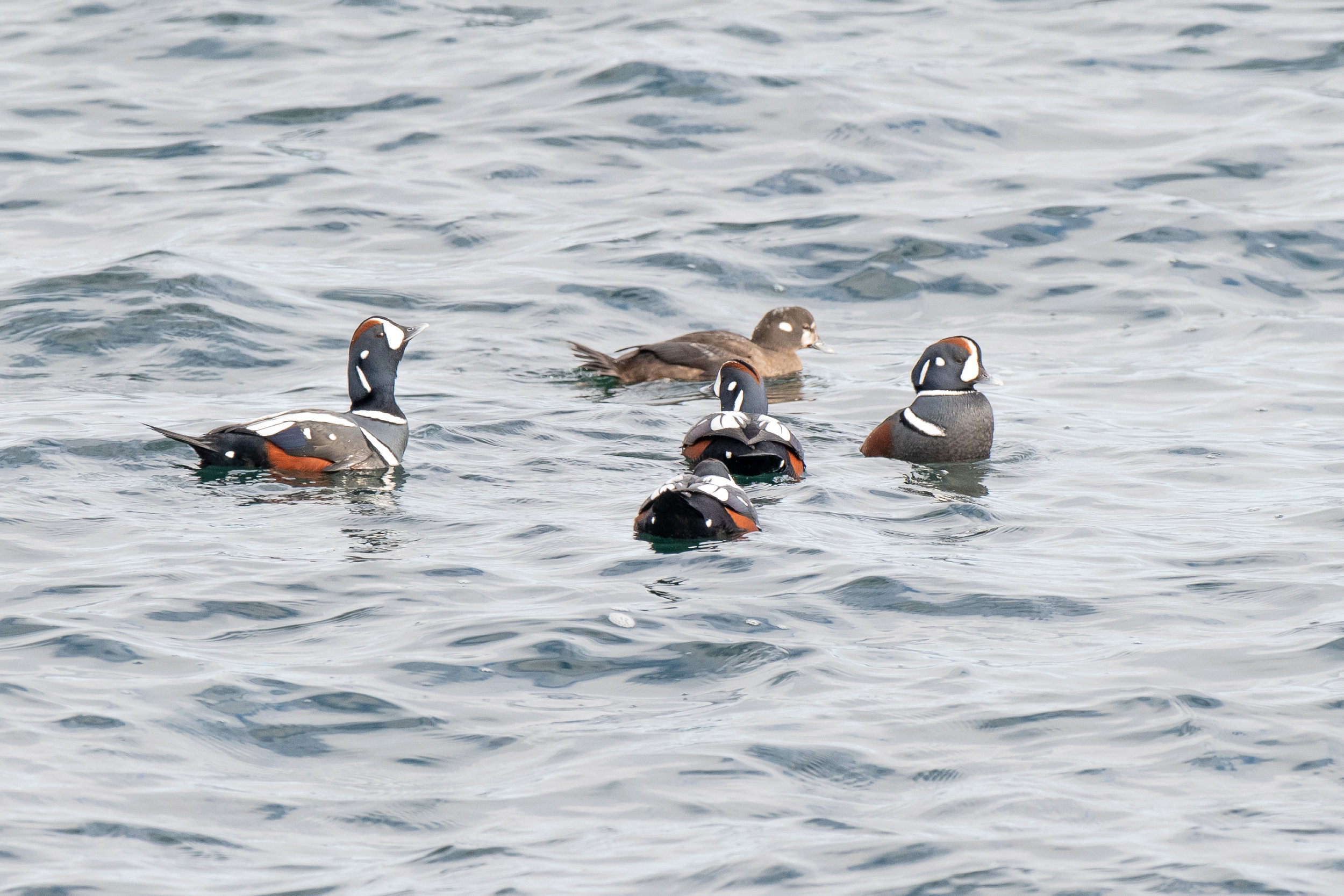   I found these 5 harlequin ducks bobbing near the rocks in Ogunquit Maine yesterday. They winter along the New England coast and are spectacular to see. They are smaller than wood ducks.   