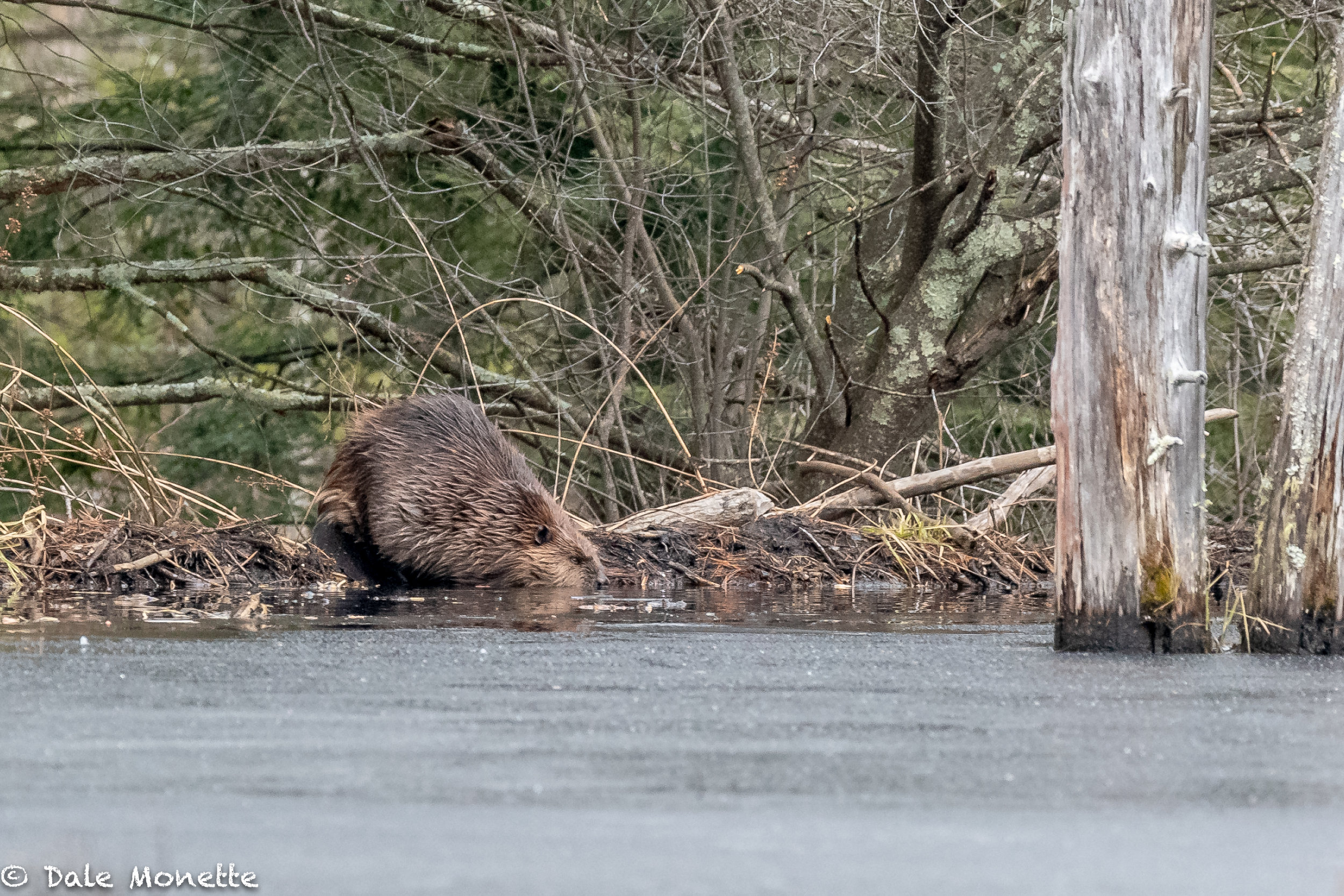   I haven't been into this pond in almost 2 years. Today I decided to hike in to see if my old beaver buddies were around. I was greeted by a huge '"ka--thump" before I could even see the dam and there were 2 of them ! After catching up for about 45 
