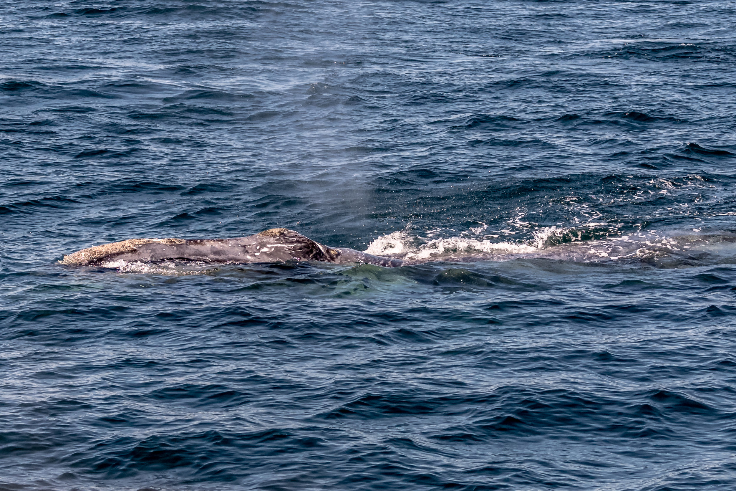   Yay !!   This is one of only 411 right whales left in the world. I took this photo last summer.  Last week a newborn calf was spotted off go the coast of Georgia …the first calf in 2 years discovered…so I say YAY !!  