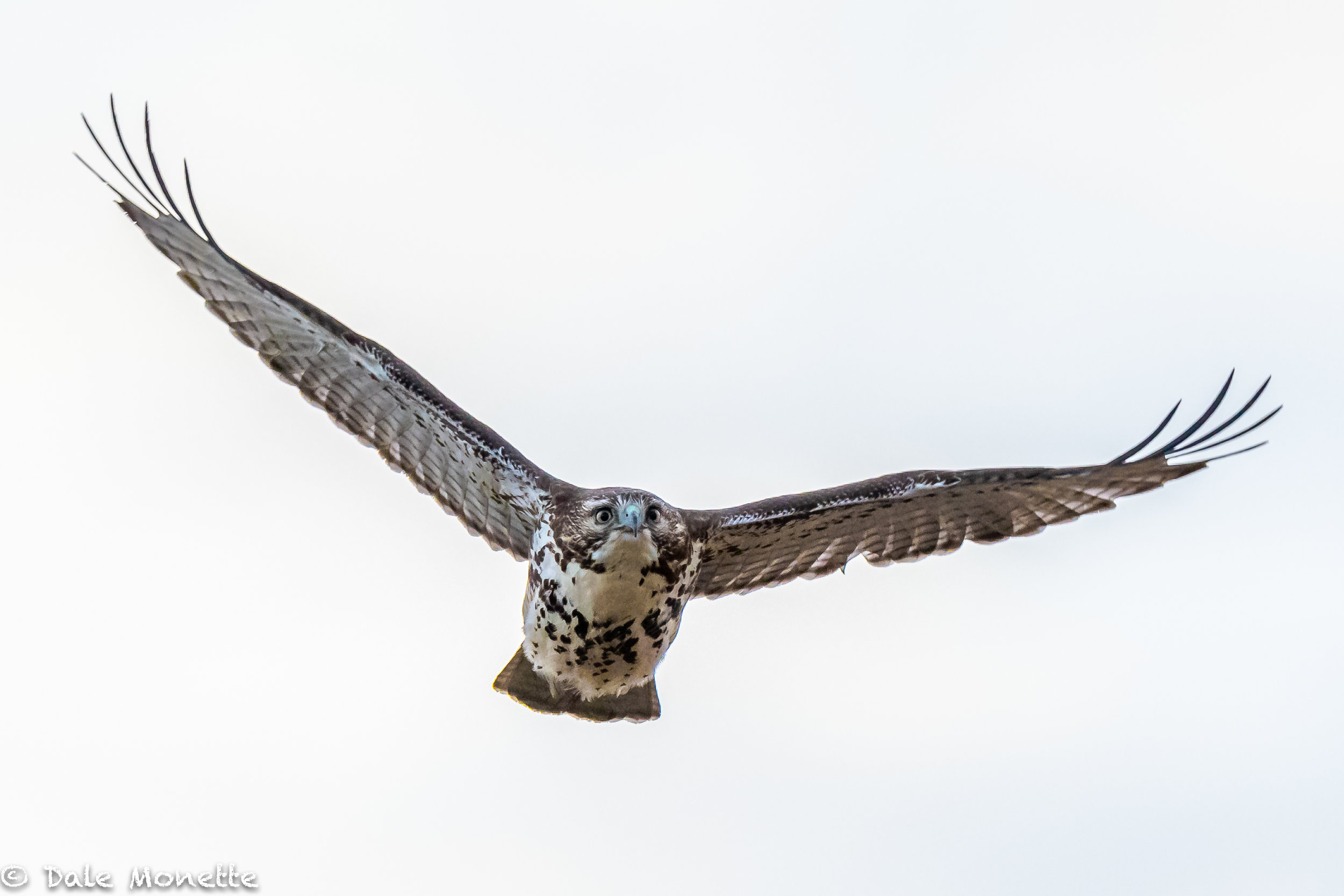A trip to Salisbury State Park this morning for owls turned up empty. I did get this juvenile red-tailed hawk take off and fly right over my head.