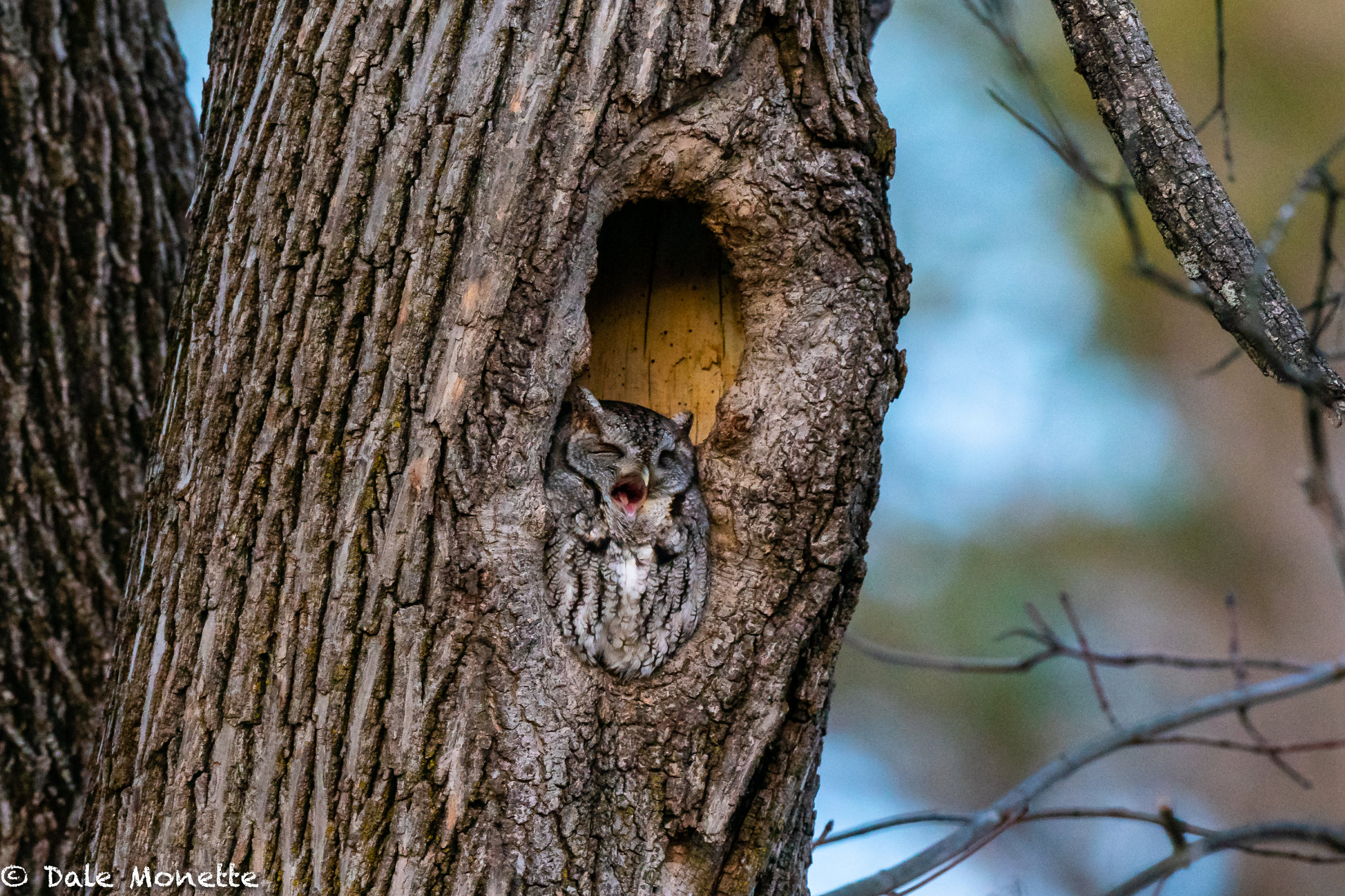   I was lucky enough to spend about an hour with this gray phase screech owl at sundown yesterday in southern New Hampshire. What a cool little bird. He woke up and finally as it was so dark we could hardly see him, he flew !   