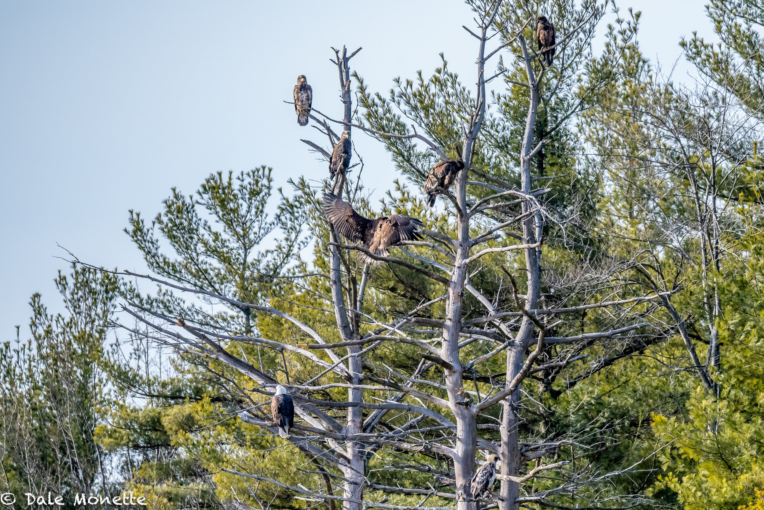   Seven bald eagles catching some afternoon rays on a cold windy day and discussing the Philadelphia Eagles and the Super Bowl.  