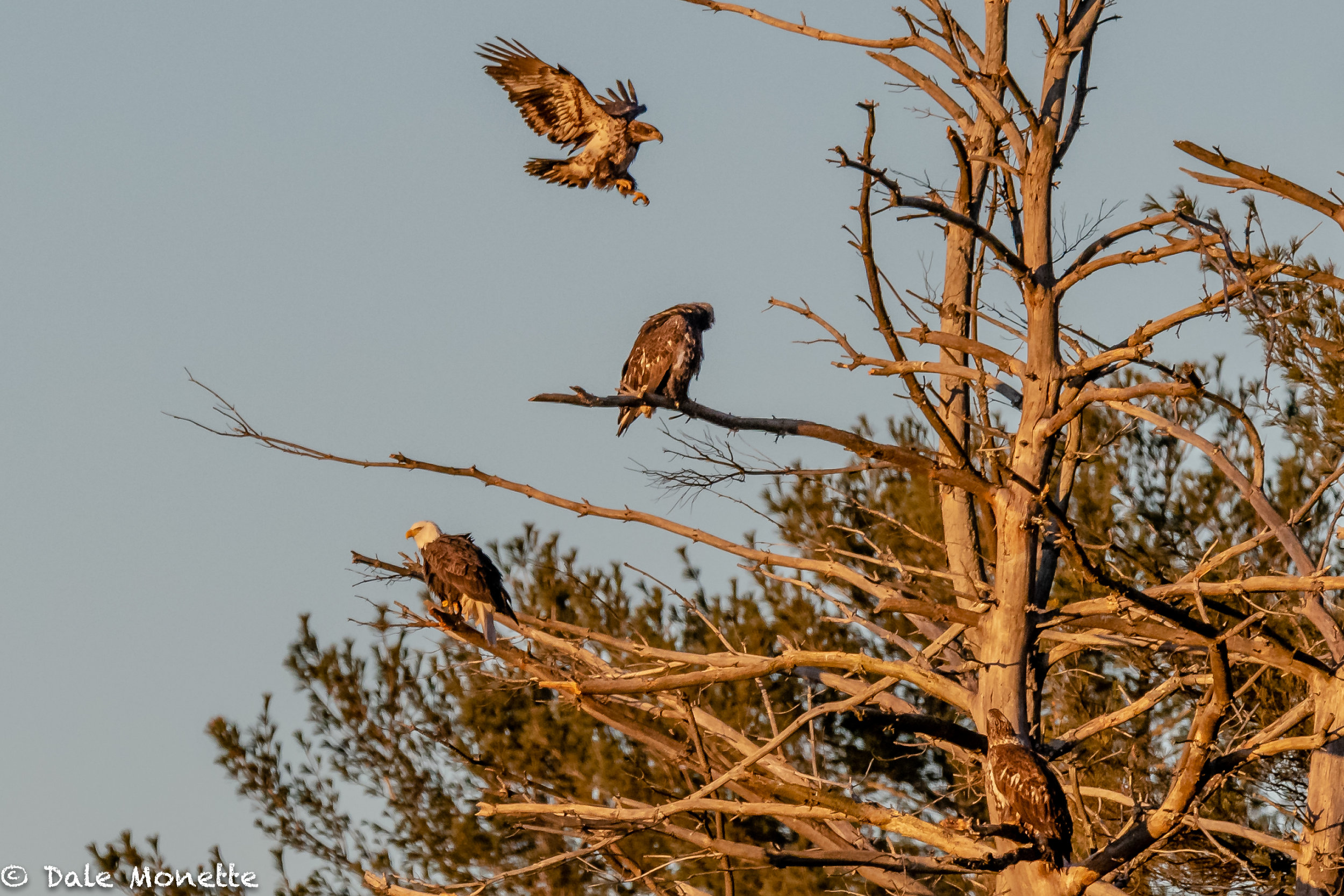   There is nothing like the first light of dawn......things like this are what gets me out of bed at 4:30 AM and makes my day.  