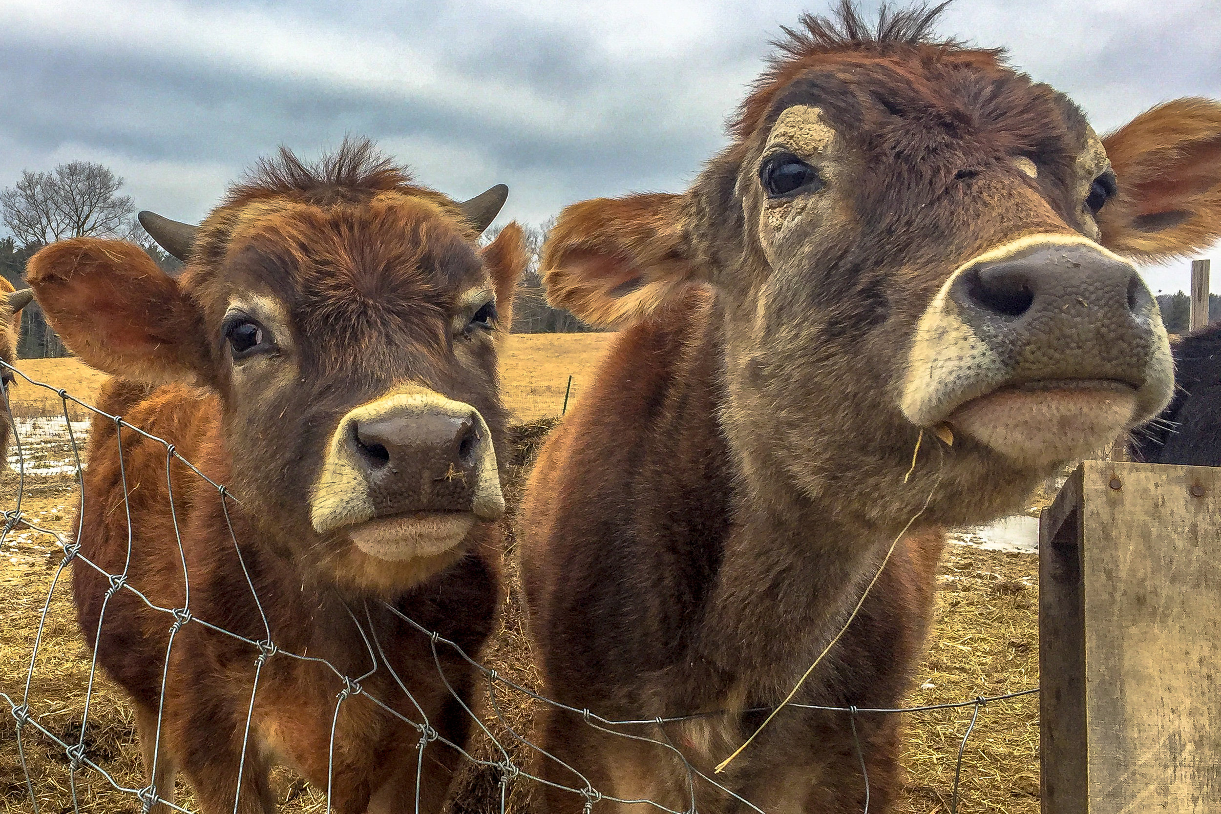 I could not resist taking photographs of these two cows at one of my friends farm as they walked over for a visit…..