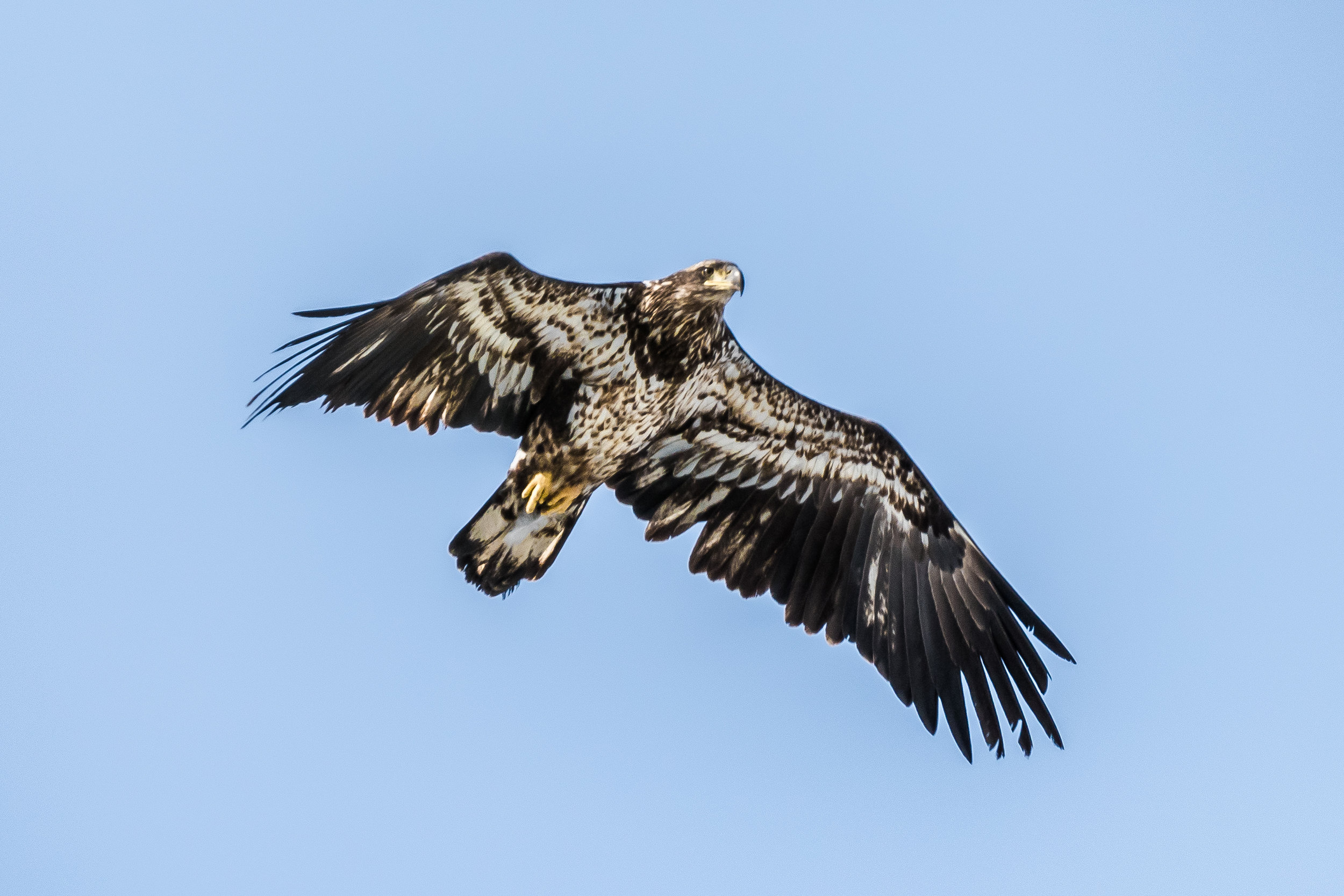   This juvenile bald eagle eagle went zipping right over me a few days ago. I just had enough time to get the camera up.  